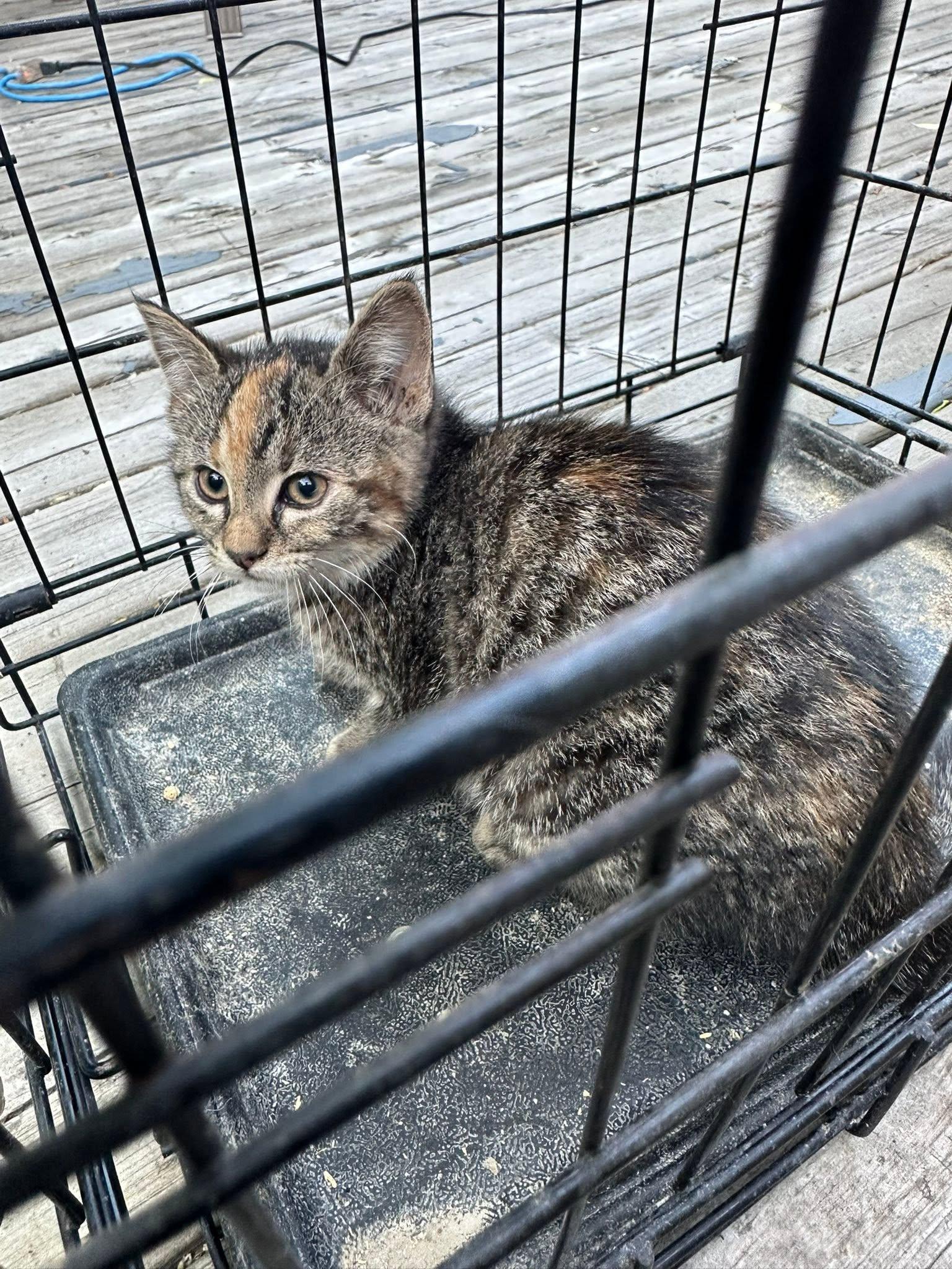 Jade, a ADOPTABLE Tabby in Winnipeg, MB image 3/3