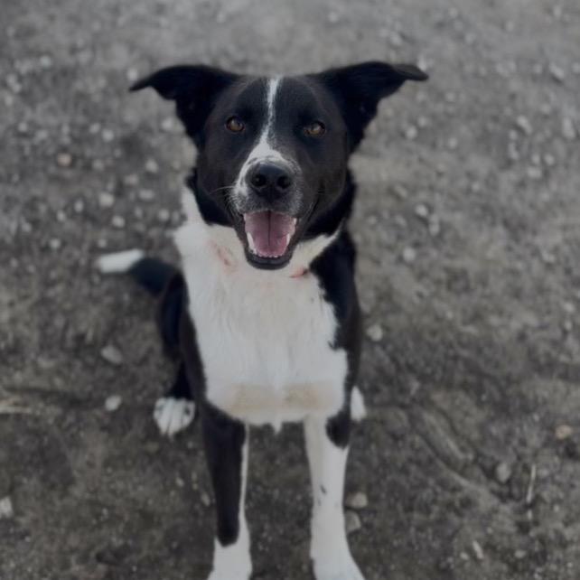 Larry, Adoptable, Adult Male Border Collie.