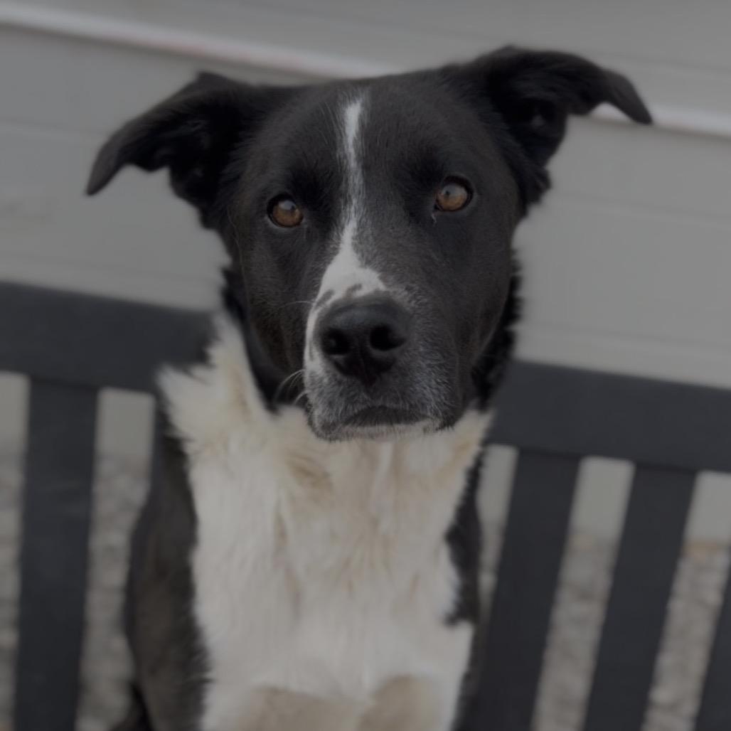 Enlarge Larry, a Adoptable mixed breed in Independence, KS image 2/4