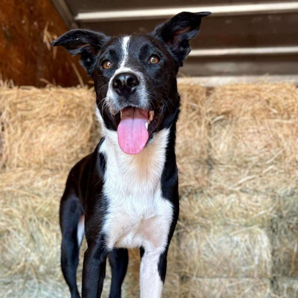 Larry, Adoptable, Adult Male Mixed Breed.