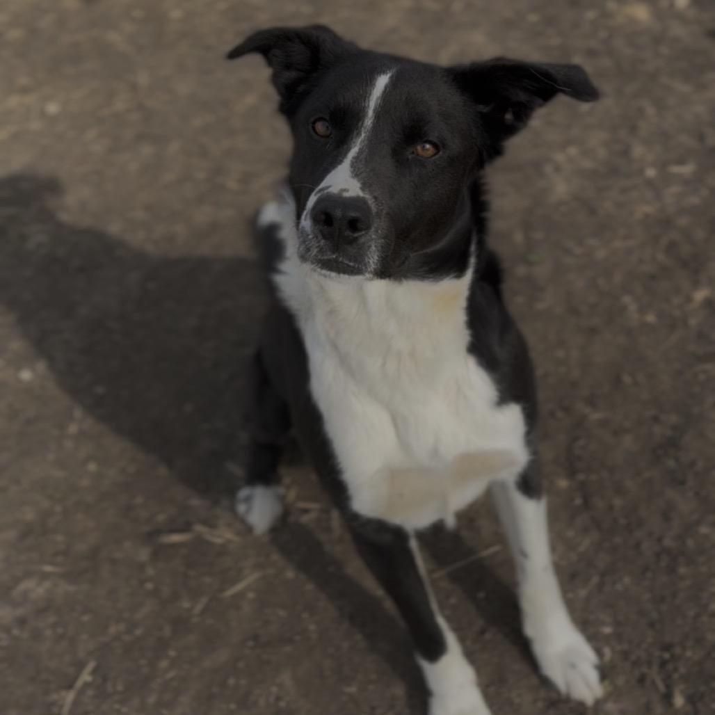 Enlarge Larry, a Adoptable mixed breed in Independence, KS image 4/4