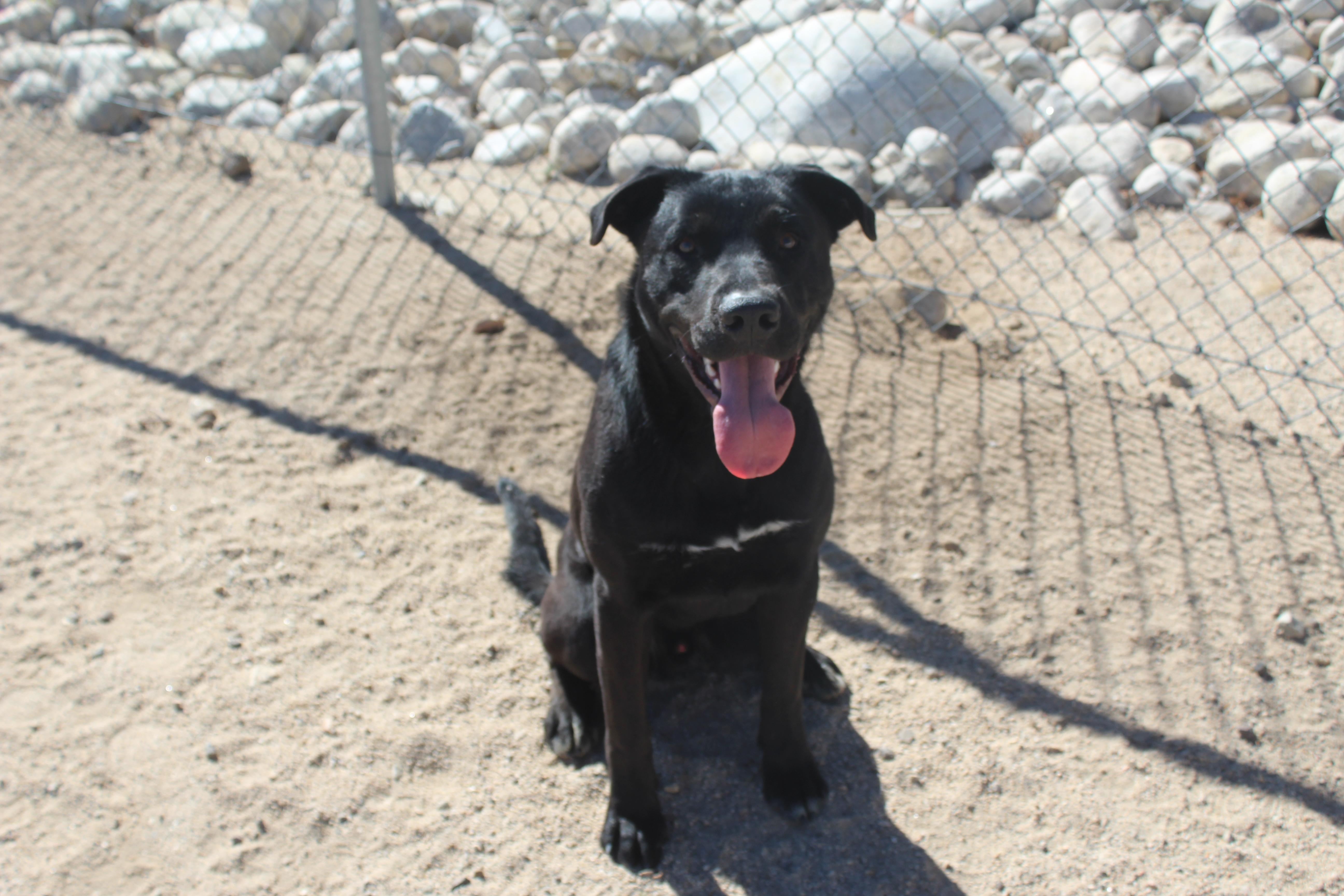 Angel, Adoptable, Young Male Black Labrador Retriever.