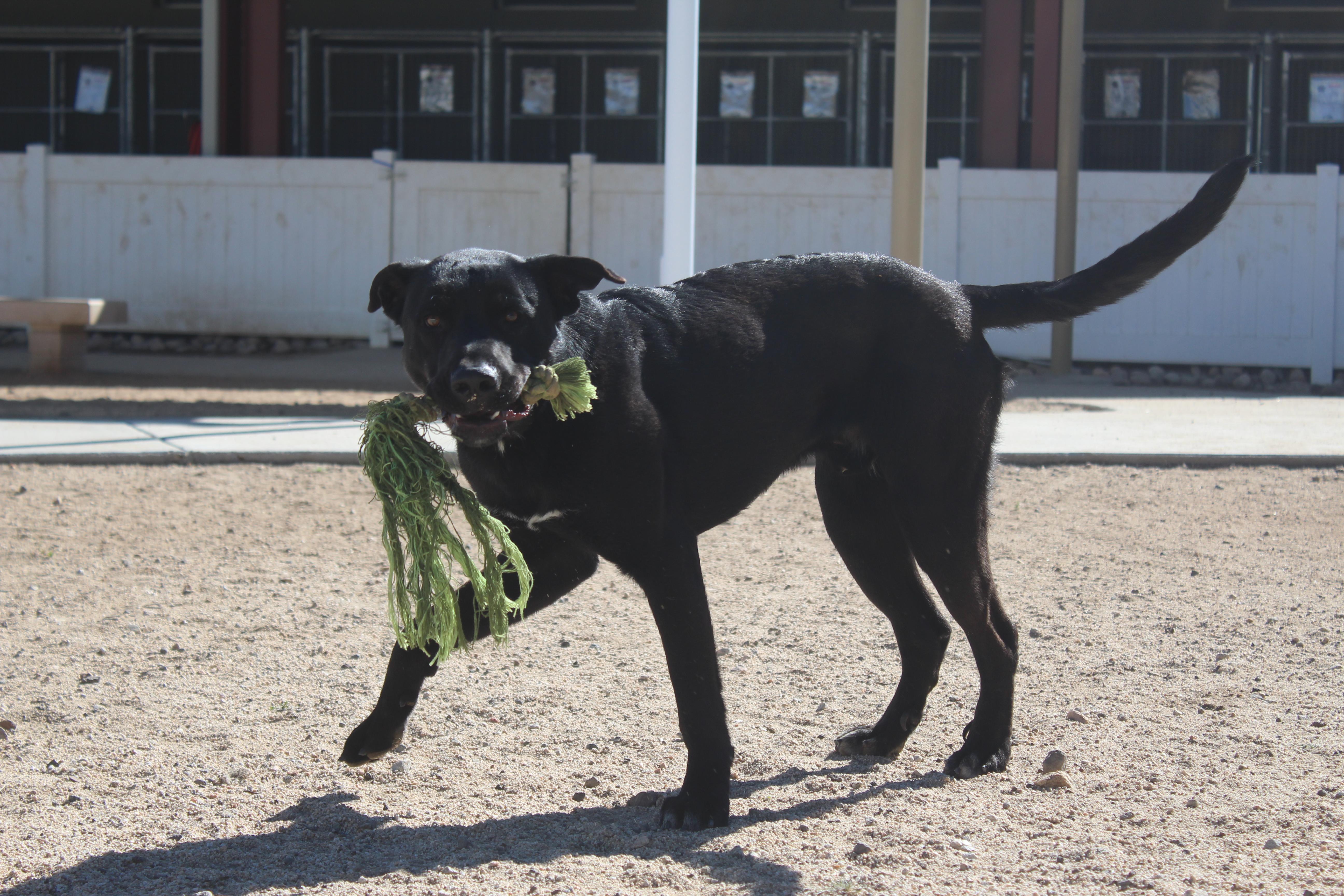 Enlarge Angel, a Adoptable Black Labrador Retriever in Yucca Valley, CA image 5/5
