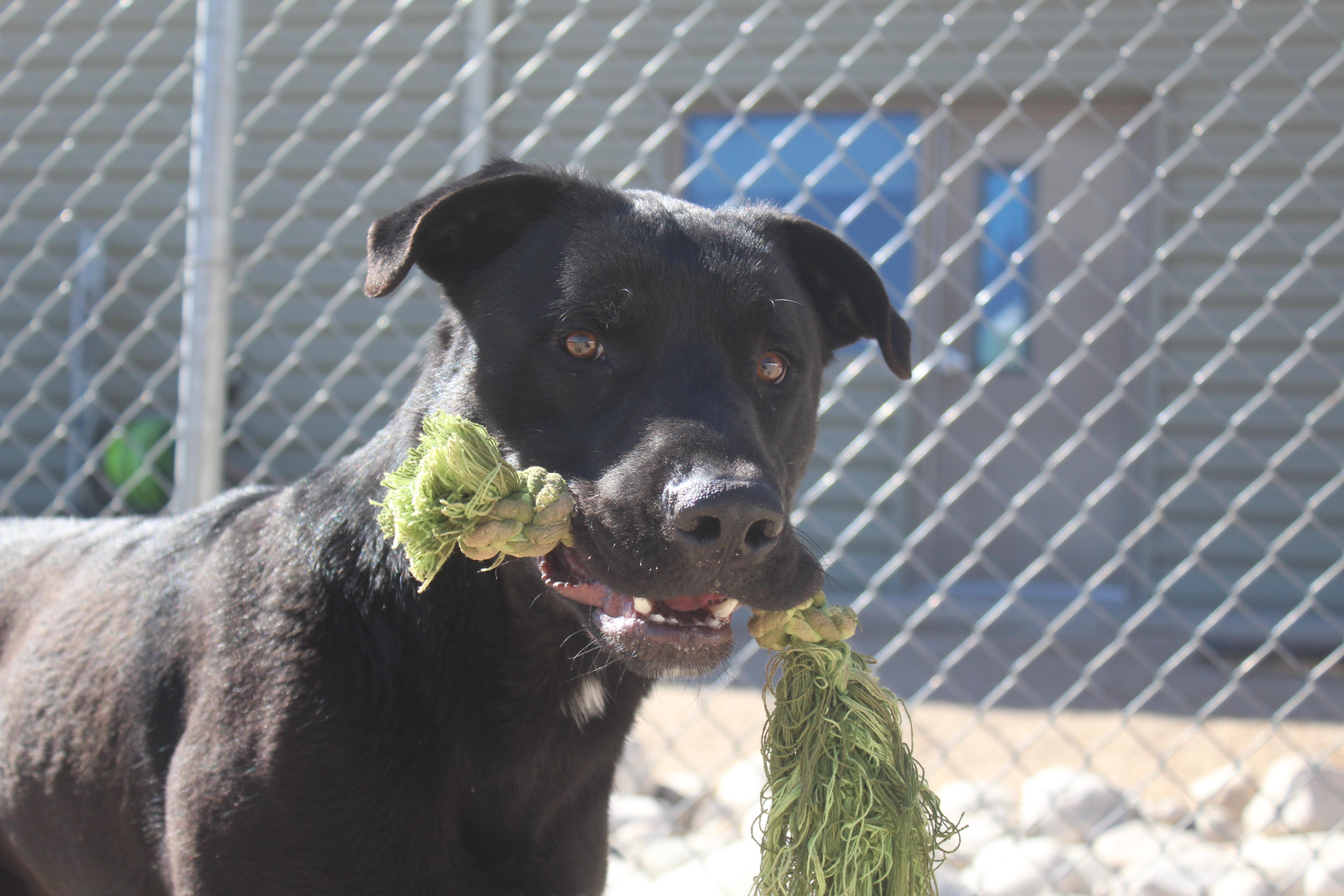 Enlarge Angel, a Adoptable Black Labrador Retriever in Yucca Valley, CA image 2/5