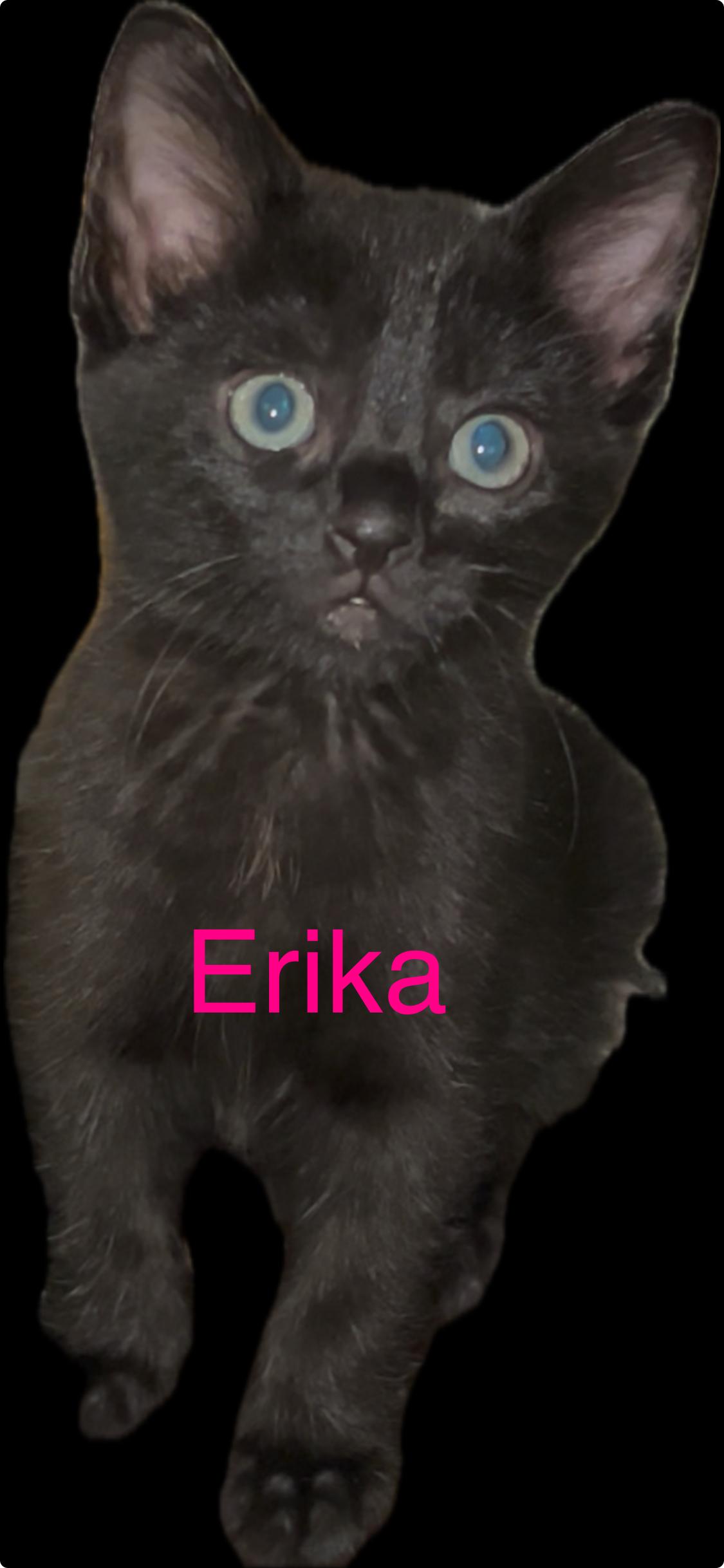 Erika, Adoptable, Kitten Female Domestic Short Hair.