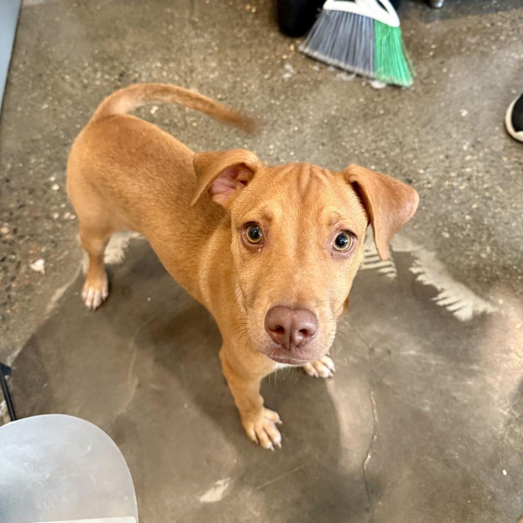 Gnocchi, Adoptable, Puppy Male Pit Bull Terrier & Mixed Breed.