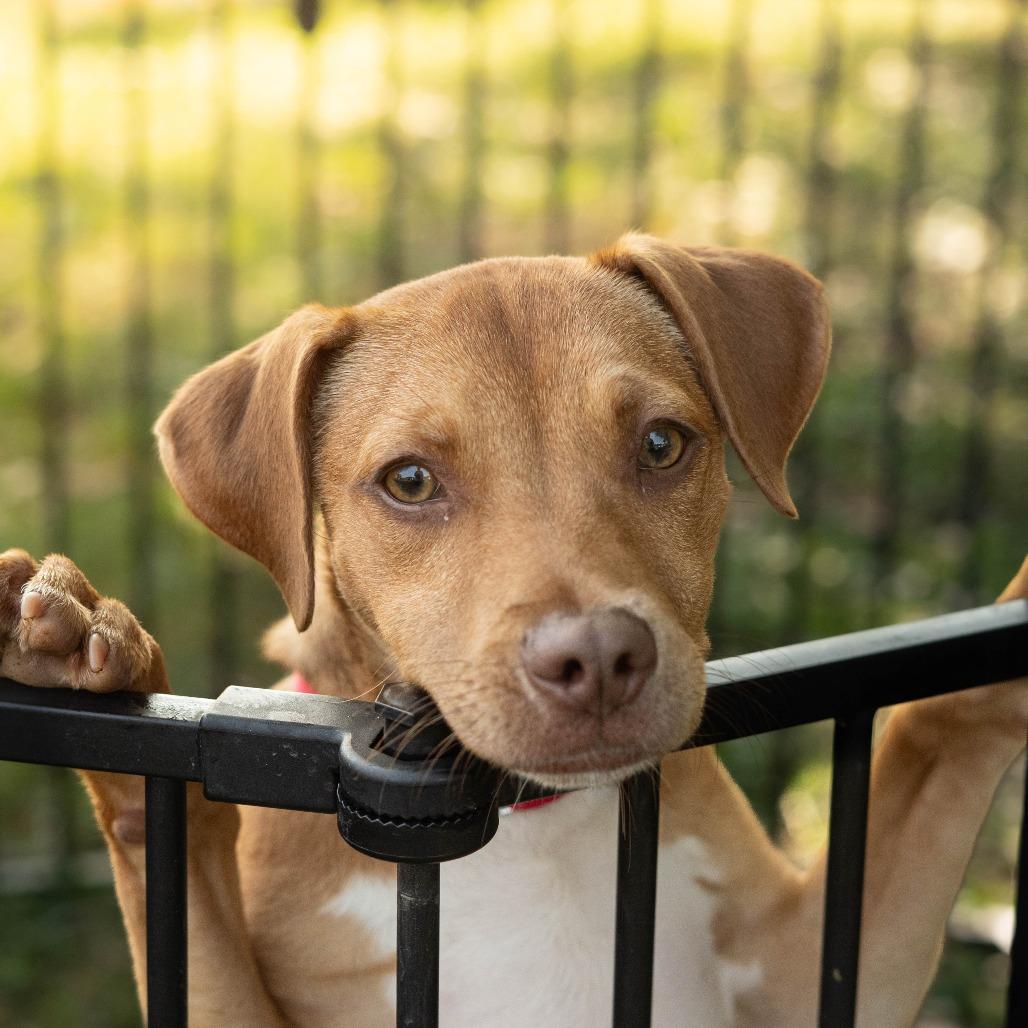 Enlarge Gnocchi, a Adoptable mixed breed in Louisville, KY image 2/2