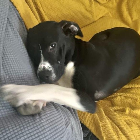 Gracie, Adoptable, Young Female Mixed Breed.