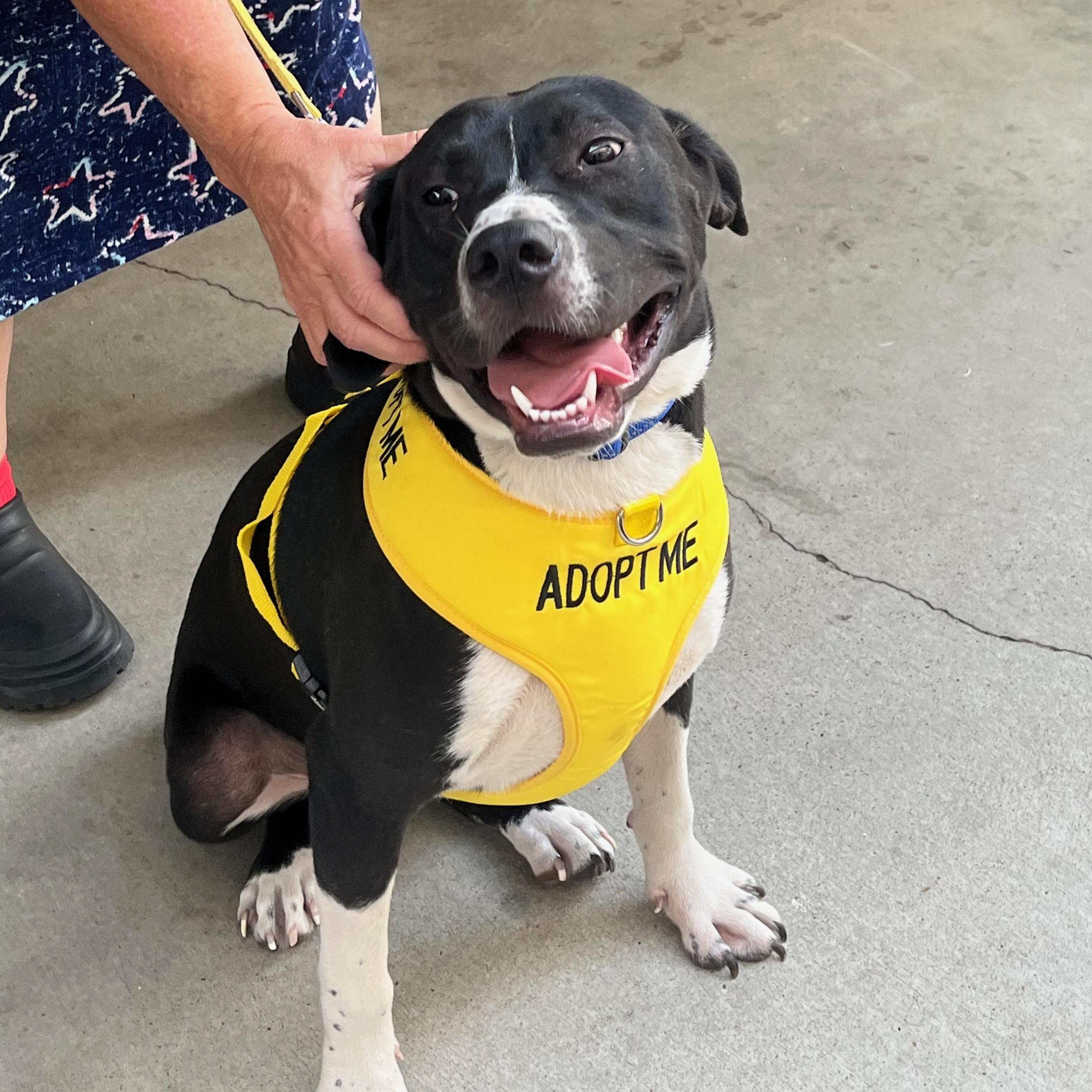 Gracie, a Adoptable mixed breed in Austin, TX image 2/4