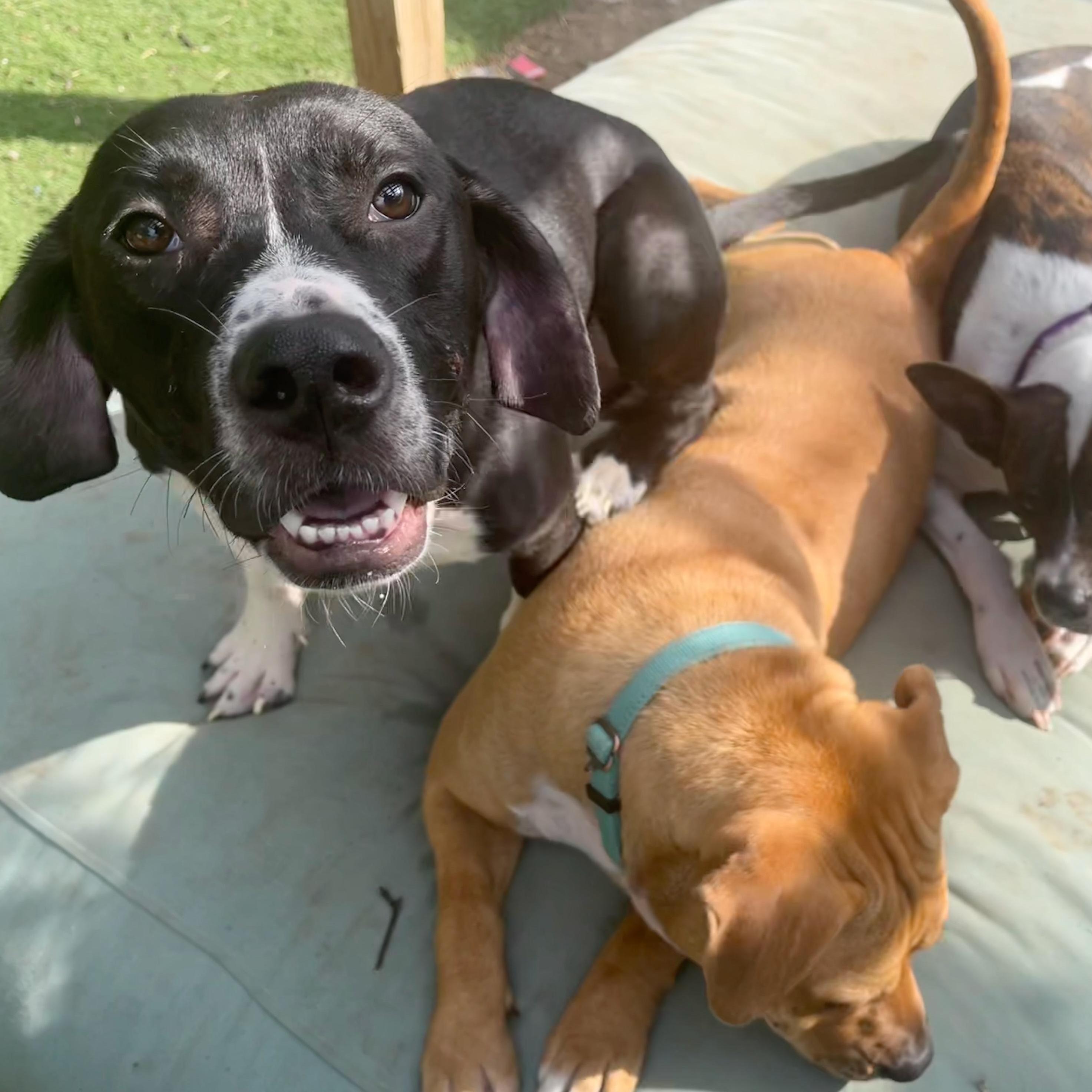 Gracie, a Adoptable mixed breed in Austin, TX image 3/4