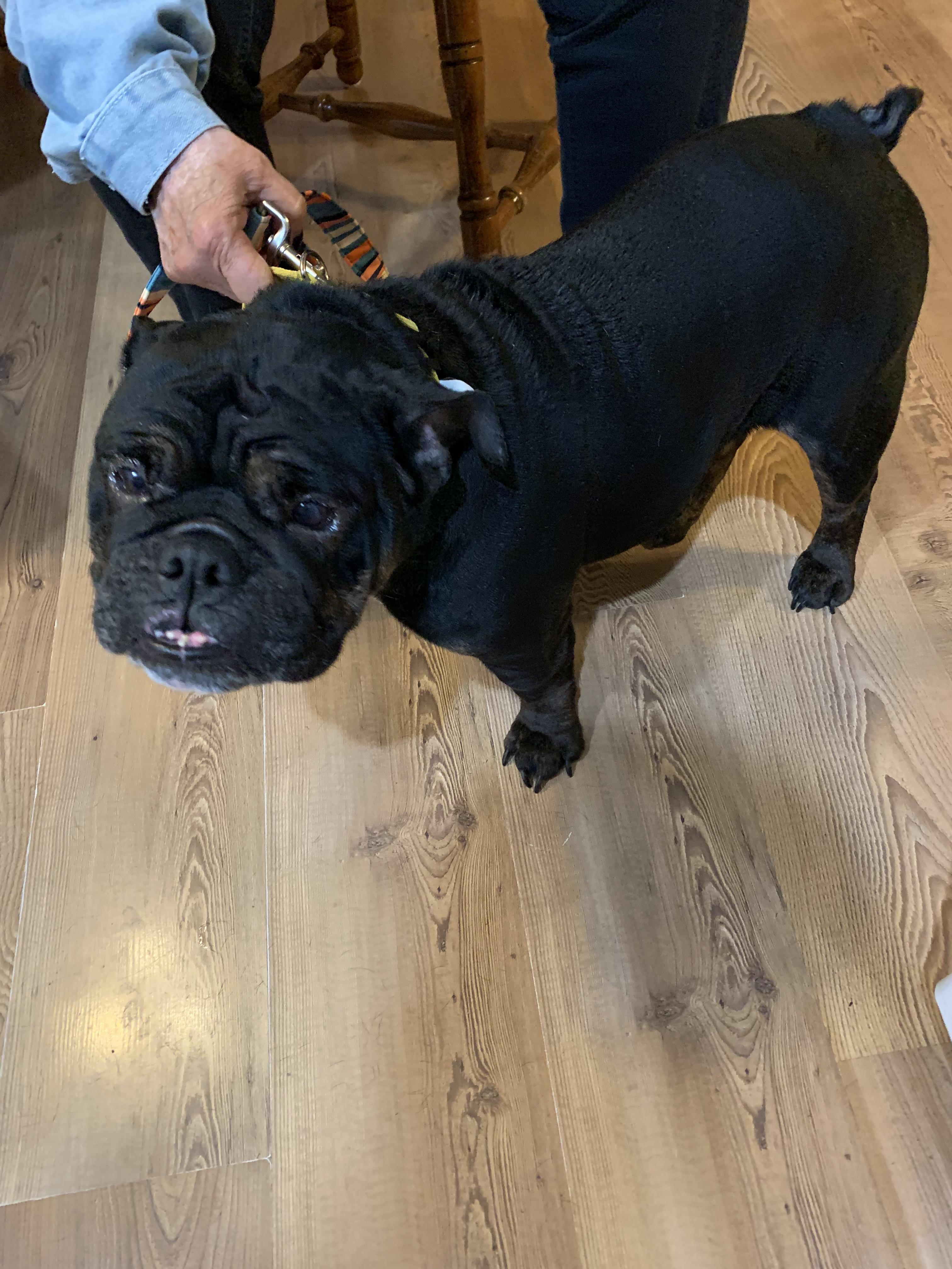 Bella, an adoptable English Bulldog in Dyer, IN_image-1