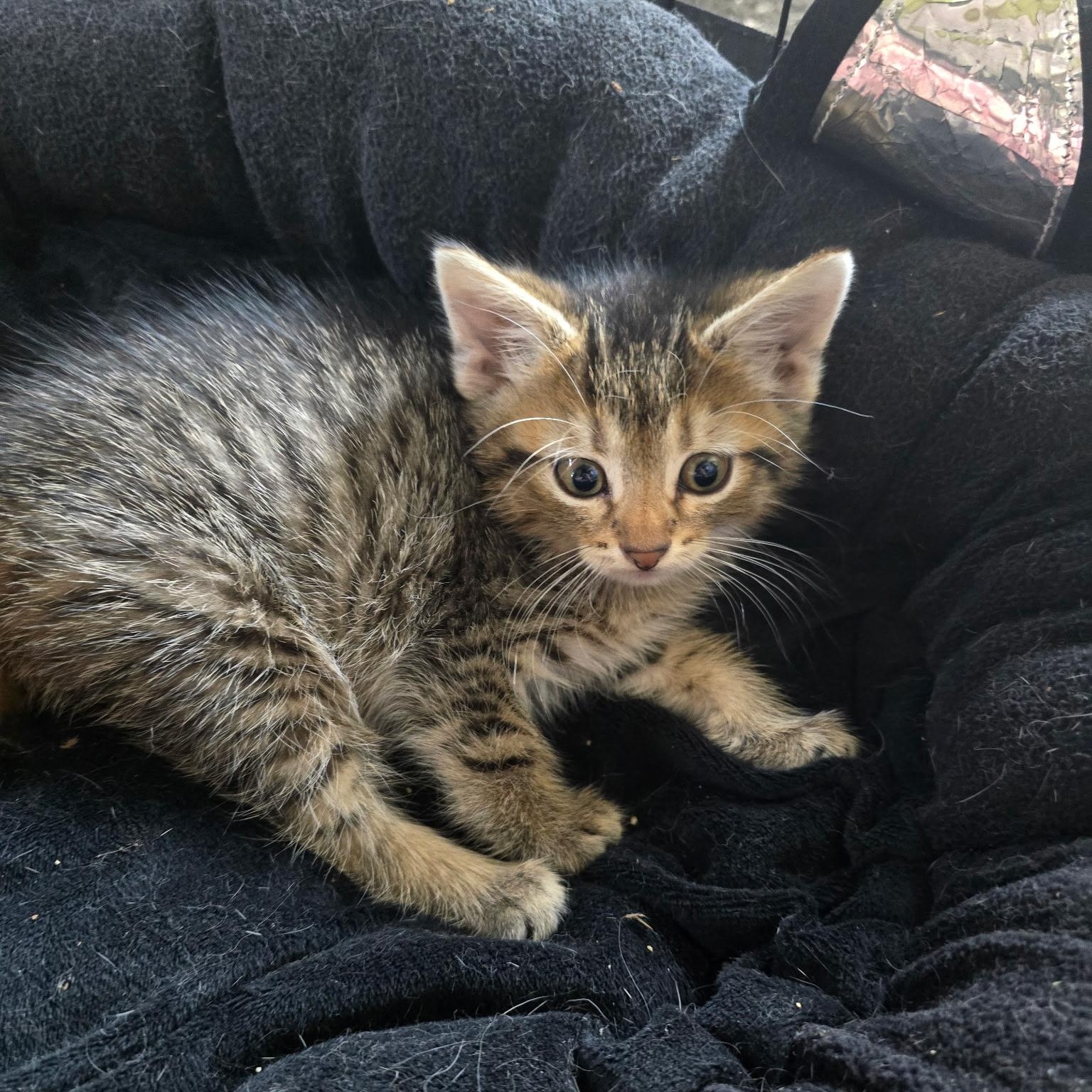 Amelia Bedelia, Adoptable, Kitten Female Domestic Short Hair.