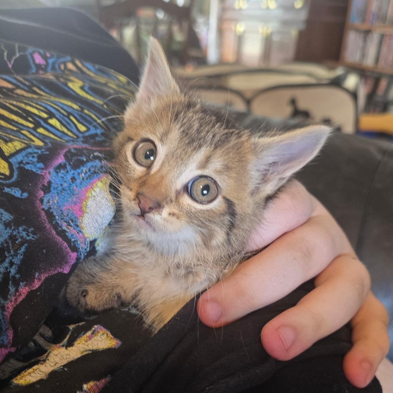 Enlarge Amelia Bedelia, a Adoptable Domestic Short Hair in Sauk City, WI image 2/2