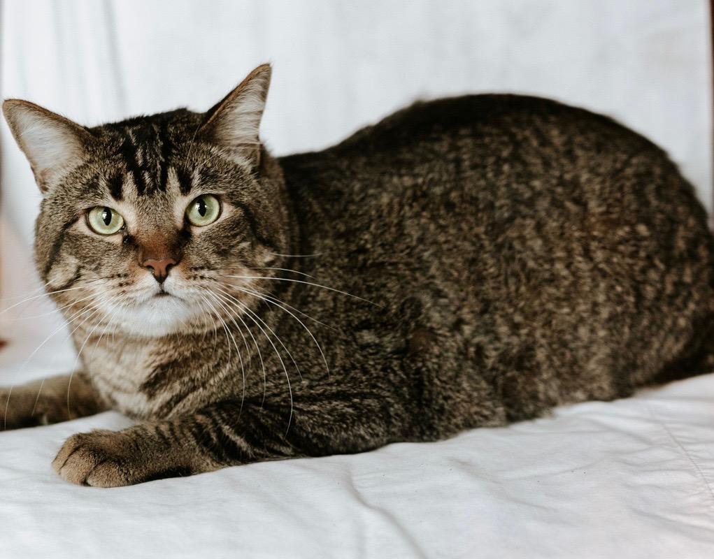 Enlarge HARVEY, a ADOPTABLE Domestic Short Hair in Rowland Heights, CA image 2/2