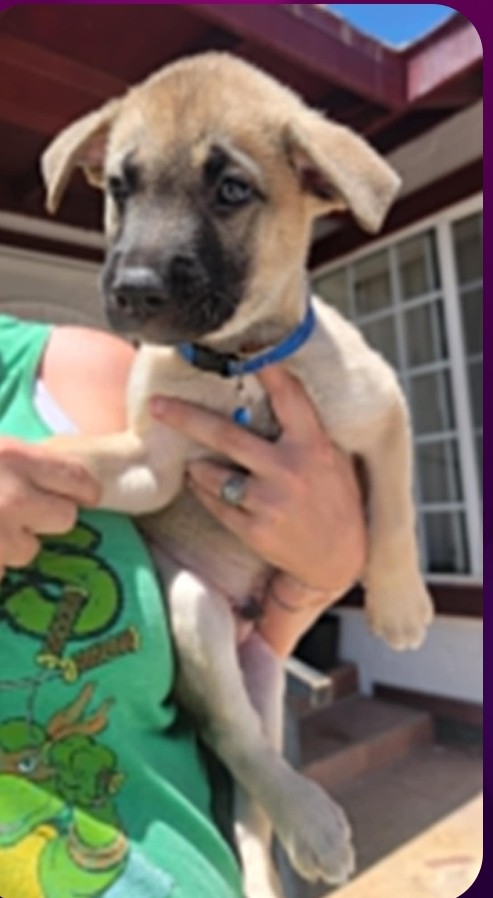 Lobo, Adopted, Puppy Male Shepherd.