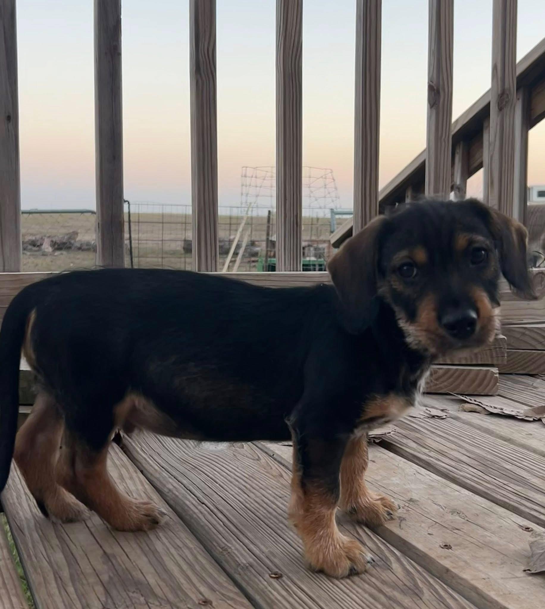 Enlarge Hot Dog, a ADOPTABLE mixed breed in Montgomery, TX image 3/3