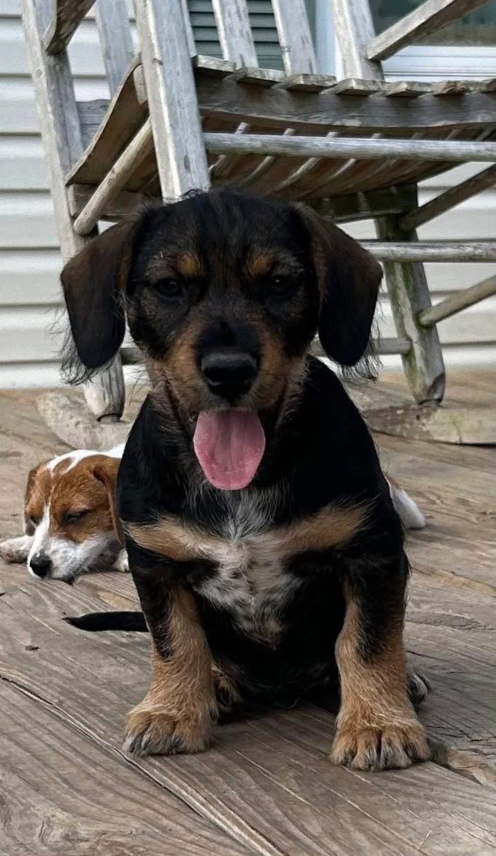 Enlarge Hot Dog, a ADOPTABLE mixed breed in Montgomery, TX image 2/3