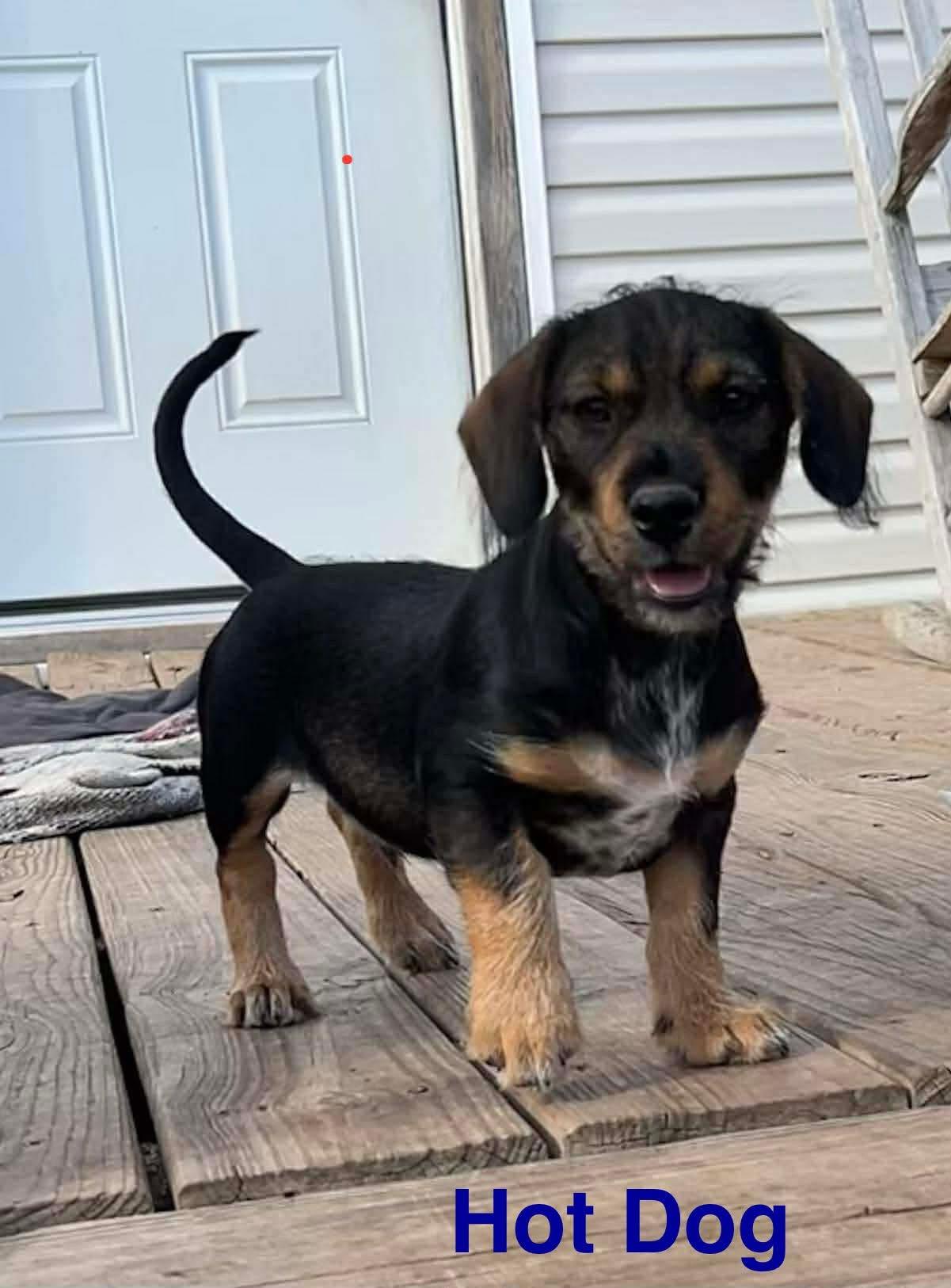Hot Dog, ADOPTABLE, Puppy Male Dachshund.