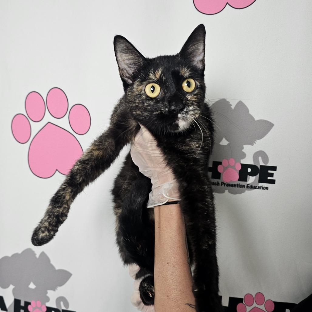 Lil Kitty, Adoptable, Adult Female American Shorthair & American Shorthair.