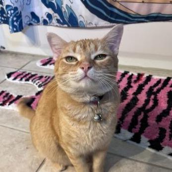 Power, Adoptable, Adult Female Domestic Short Hair.