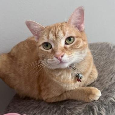 Enlarge Power, a Adoptable Domestic Short Hair in Houston, TX image 3/3