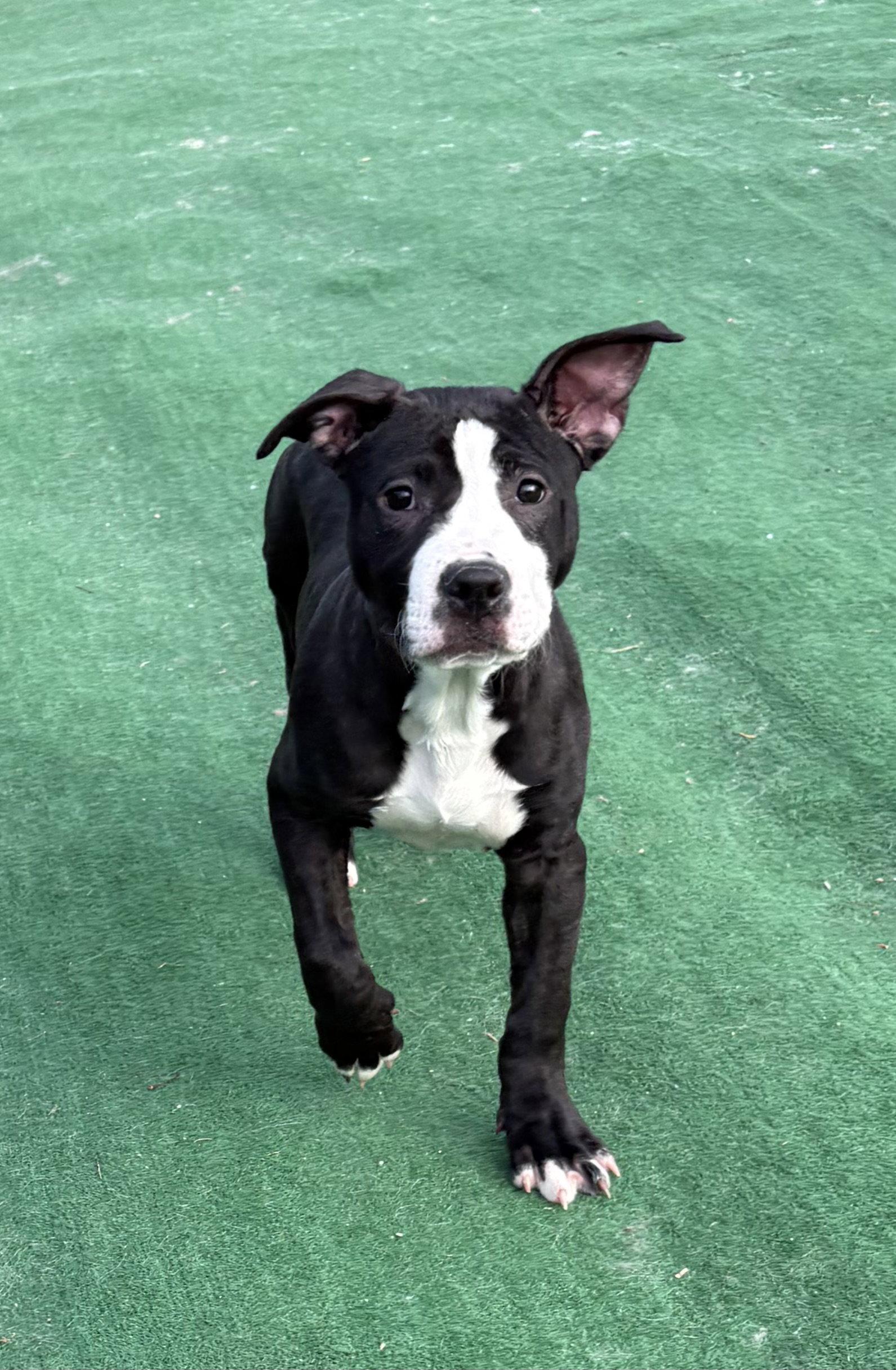 Enlarge Holly, a Adoptable American Staffordshire Terrier in Spring Lake, NJ image 1/1