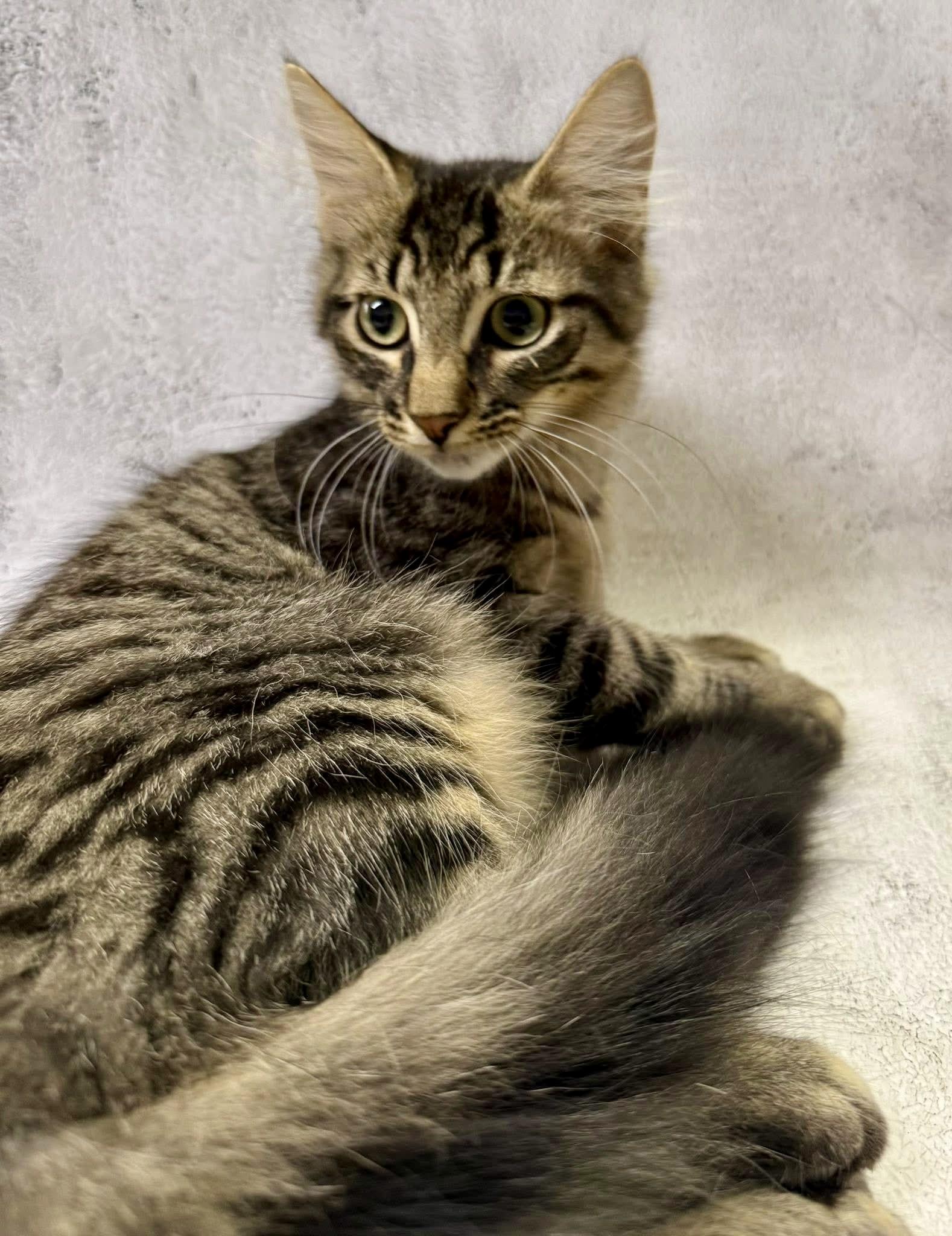 Bronson kitten medium haired, Adoptable, Kitten Male Domestic Medium Hair & Maine Coon.