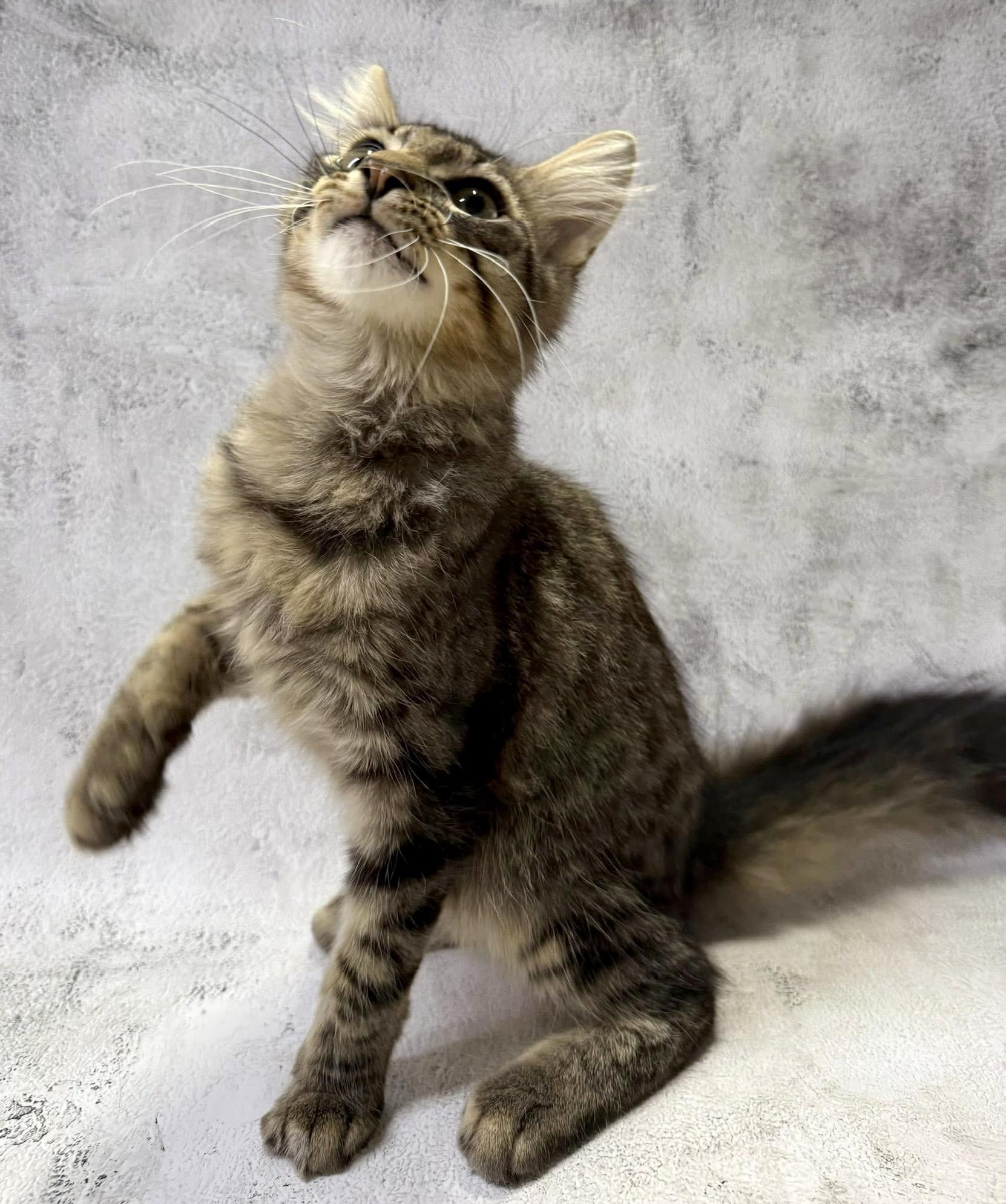 Enlarge Bronson kitten medium haired, a Adoptable mixed breed in Jackson, GA image 3/4