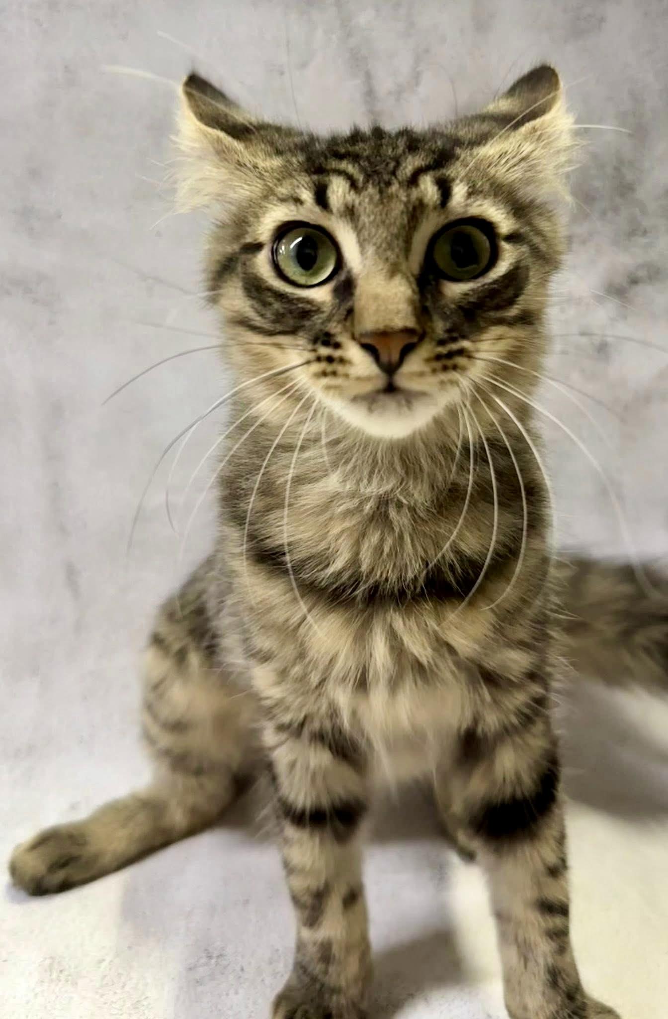 Enlarge Bronson kitten medium haired, a Adoptable mixed breed in Jackson, GA image 4/4