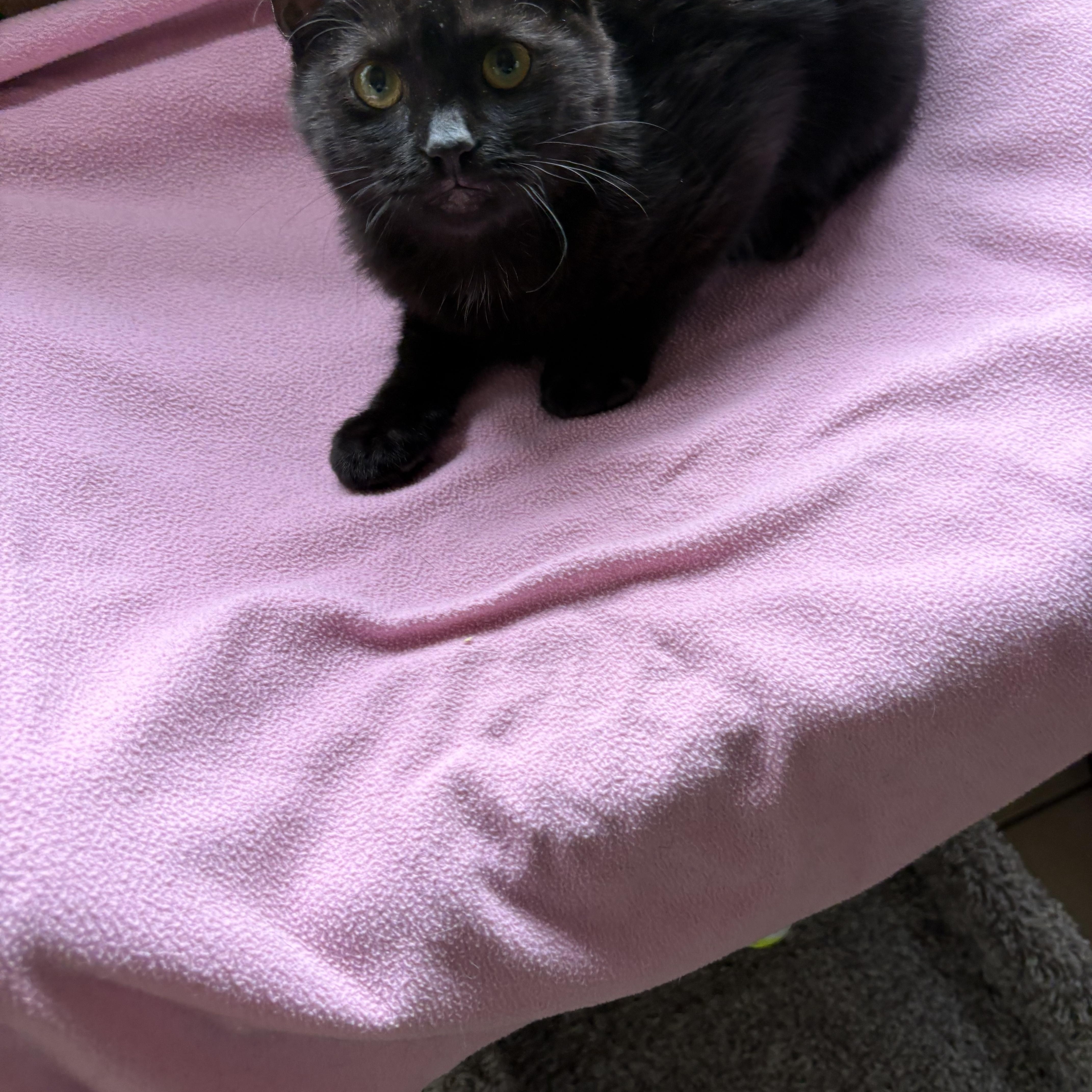 Penelope, a ADOPTABLE Domestic Short Hair in Linden, NJ image 6/6