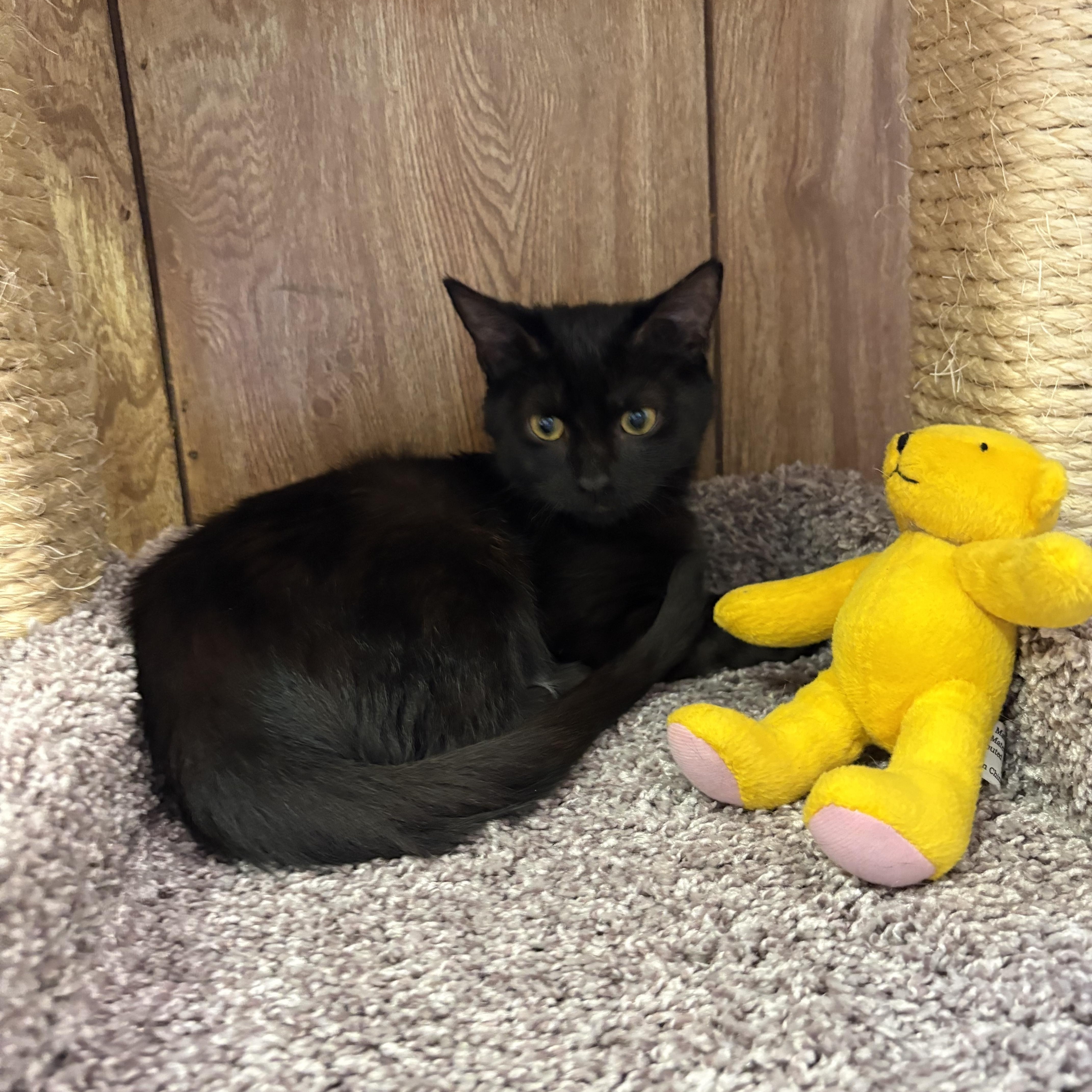 Penelope, a ADOPTABLE Domestic Short Hair in Linden, NJ image 4/6
