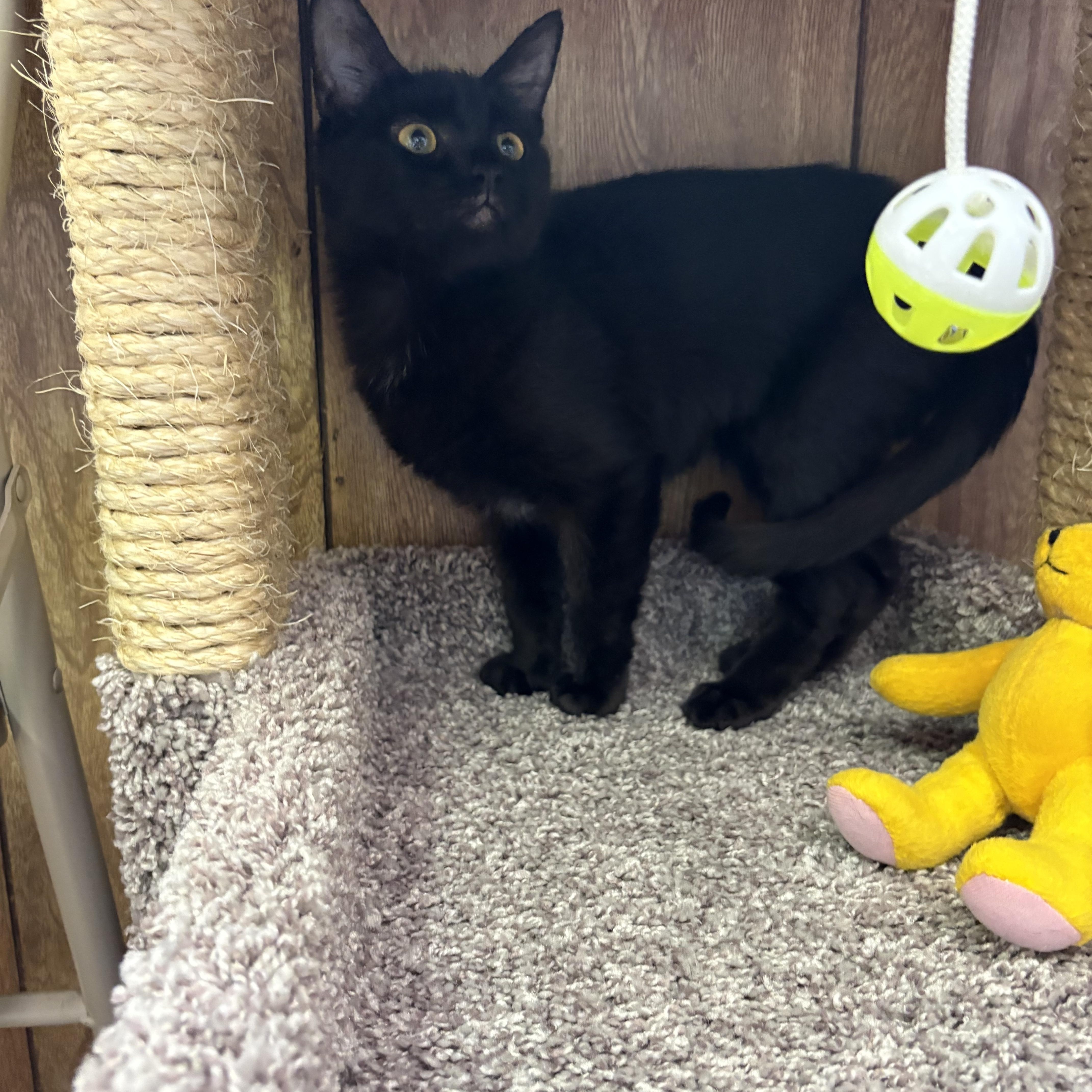 Penelope, a ADOPTABLE Domestic Short Hair in Linden, NJ image 2/6