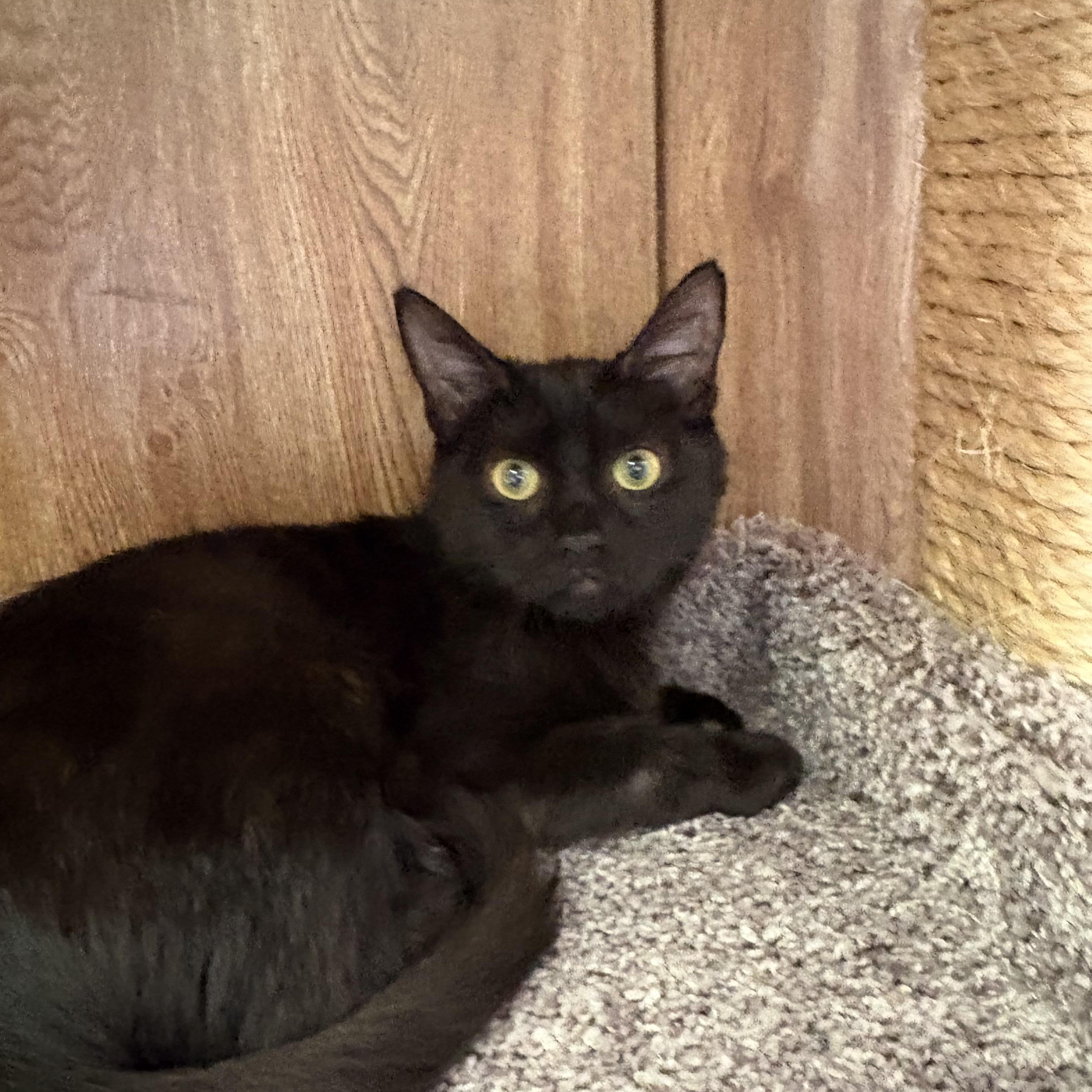 Penelope, a ADOPTABLE Domestic Short Hair in Linden, NJ image 5/6