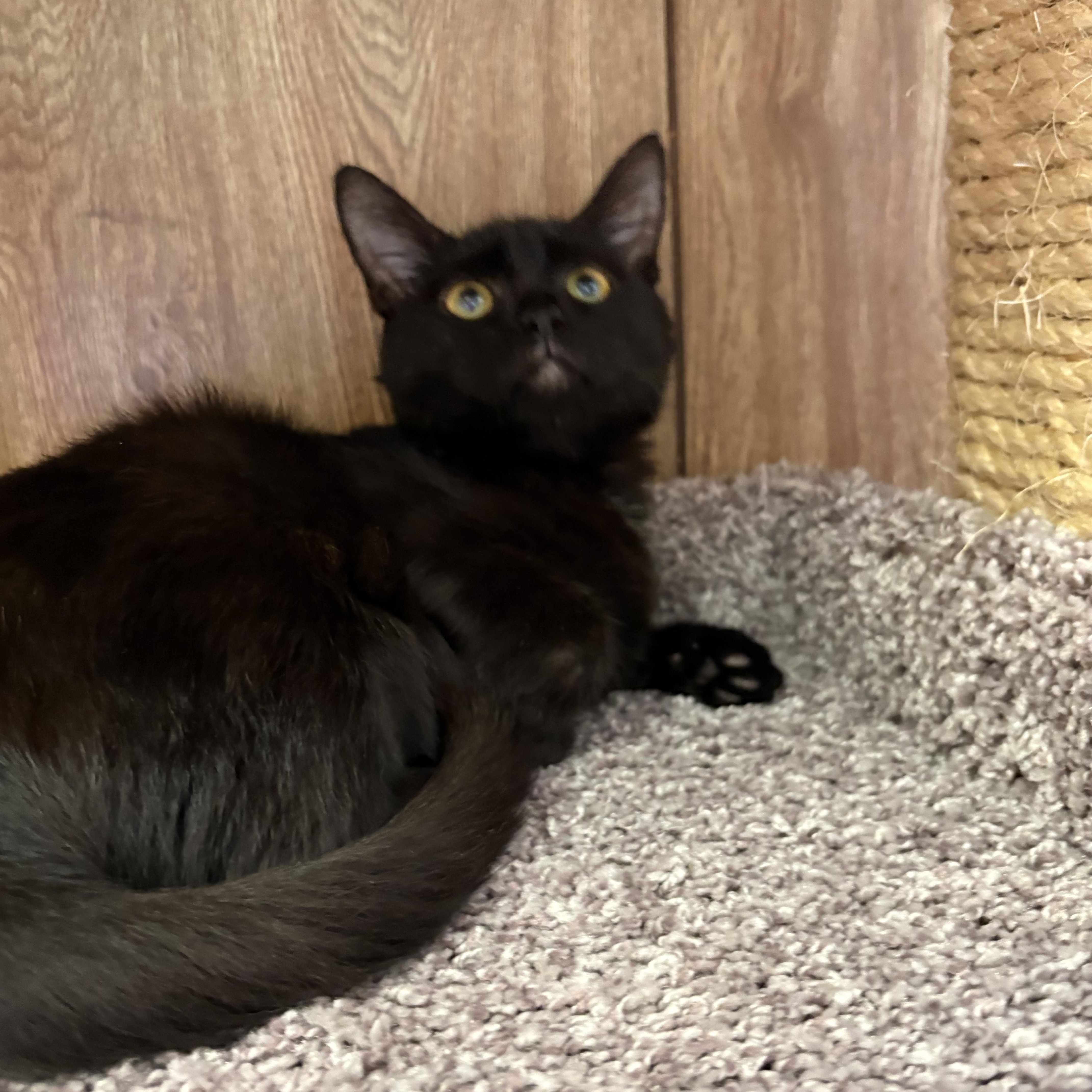 Penelope, a ADOPTABLE Domestic Short Hair in Linden, NJ image 3/6