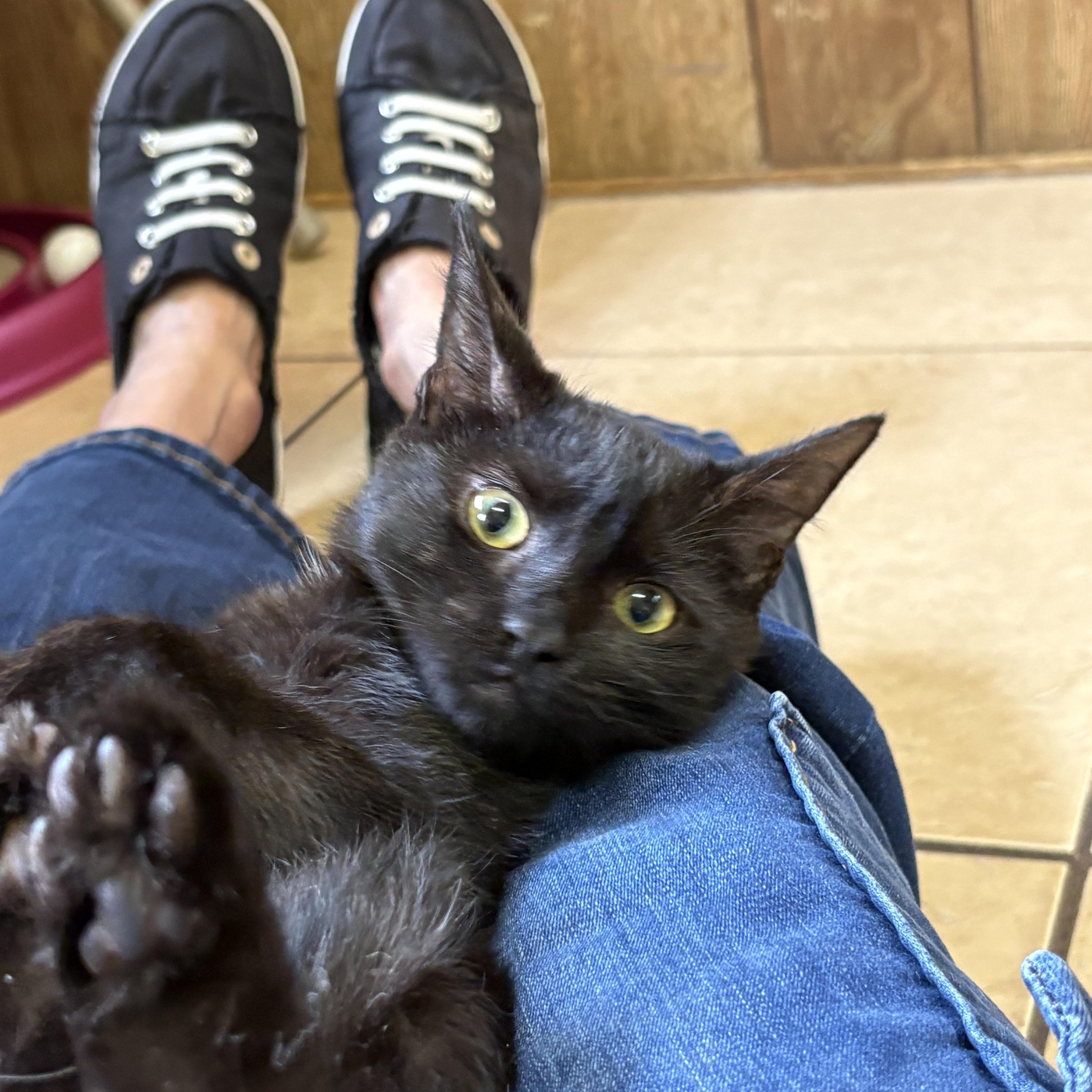 Penelope, an adopted Domestic Short Hair in Linden, NJ image 1/6