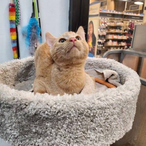 Farfalle, adopted, Kitten Male Domestic Short Hair.