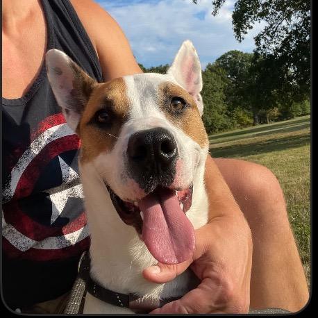 Enlarge Nash, a Adoptable mixed breed in Columbia Station, OH image 5/6