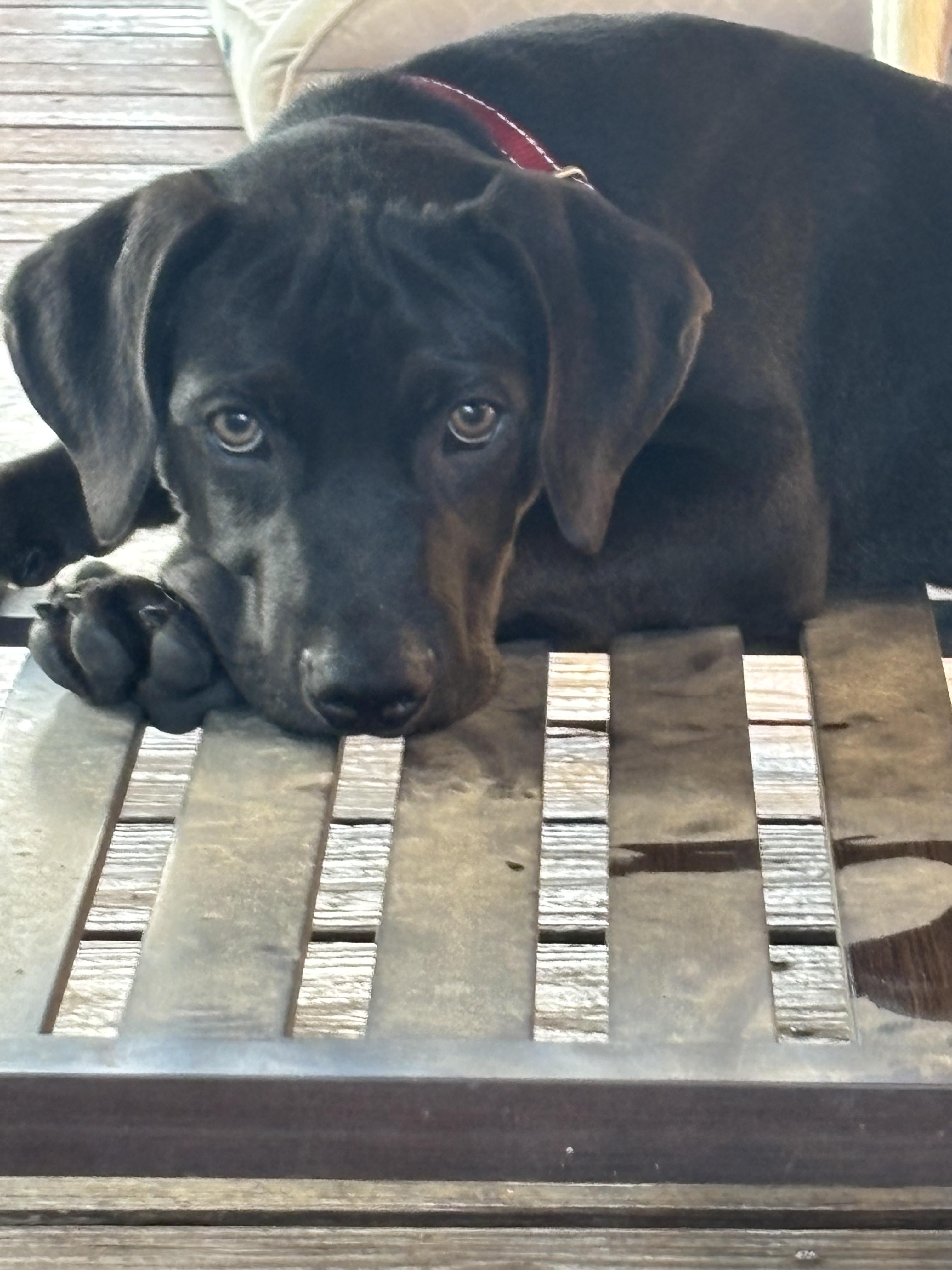 Bear, adopted, Puppy Male Labrador Retriever.