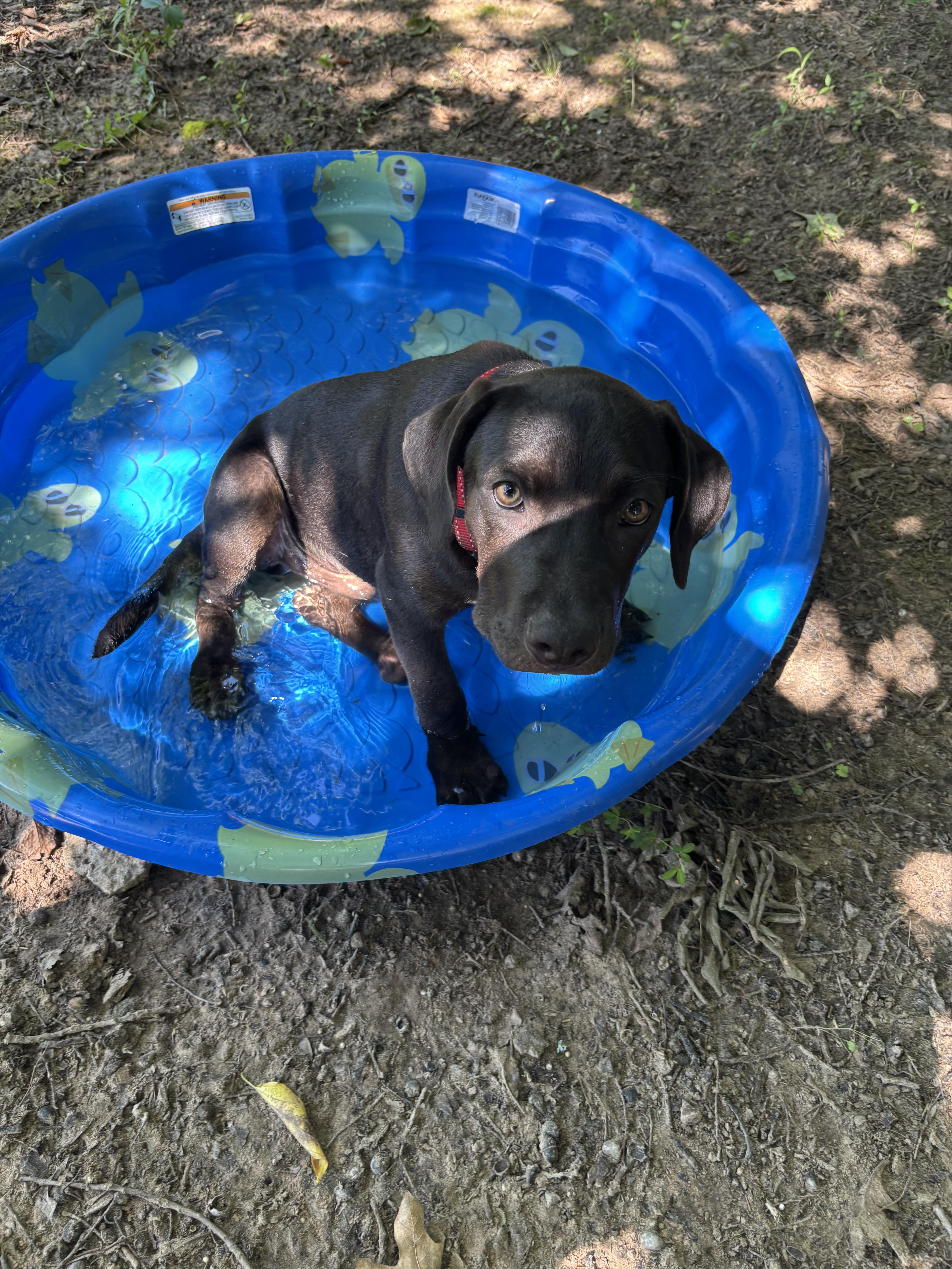 Bear, an adopted Labrador Retriever in Cleveland, OK image 2/3