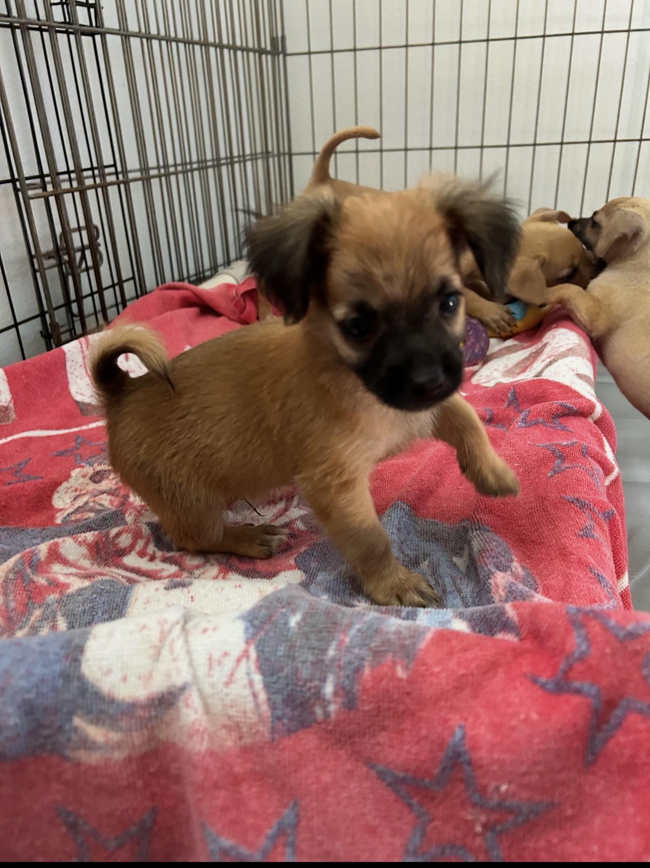 Enlarge Harry, a Adoptable mixed breed in La Palma, CA image 1/1
