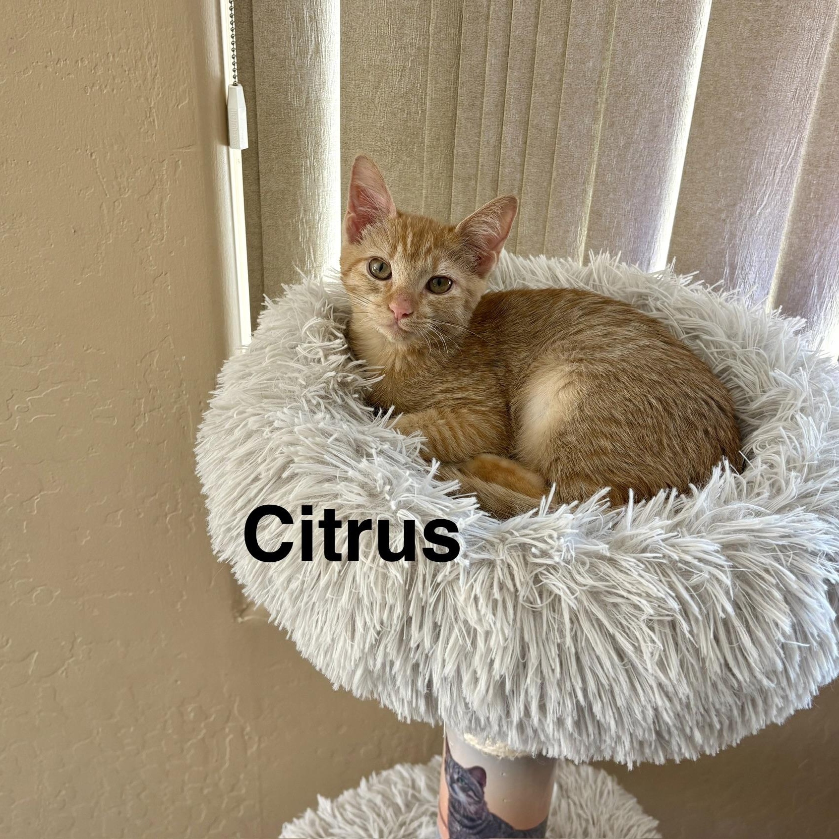 Enlarge Citrus, a ADOPTABLE Domestic Short Hair in Gilbert, AZ image 1/1