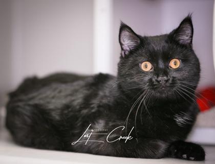 Shadow, Adoptable, Adult Male Domestic Short Hair & Domestic Short Hair.