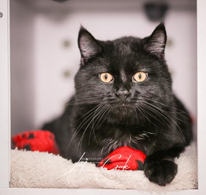 Enlarge Shadow, a Adoptable mixed breed in Kalispell, MT image 3/3