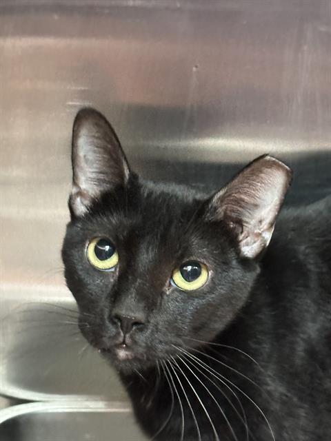 MAE, Adoptable, Young Female Domestic Short Hair.