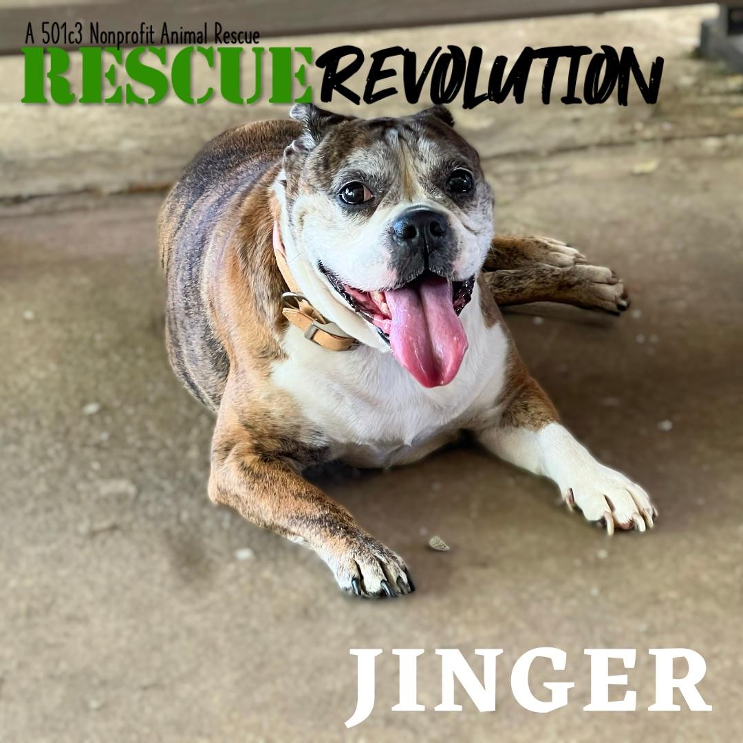 Jinger, Adopted, Senior Female Bulldog.