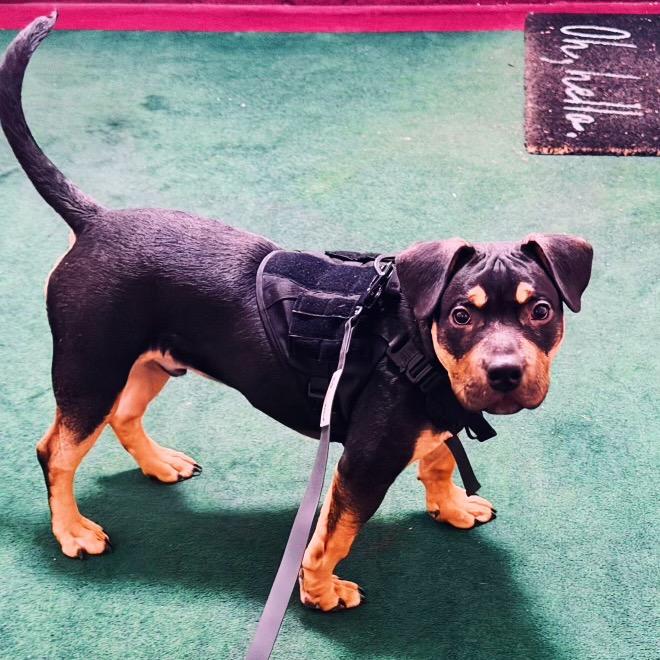 Mamba, Adoptable, Young Male Mixed Breed.