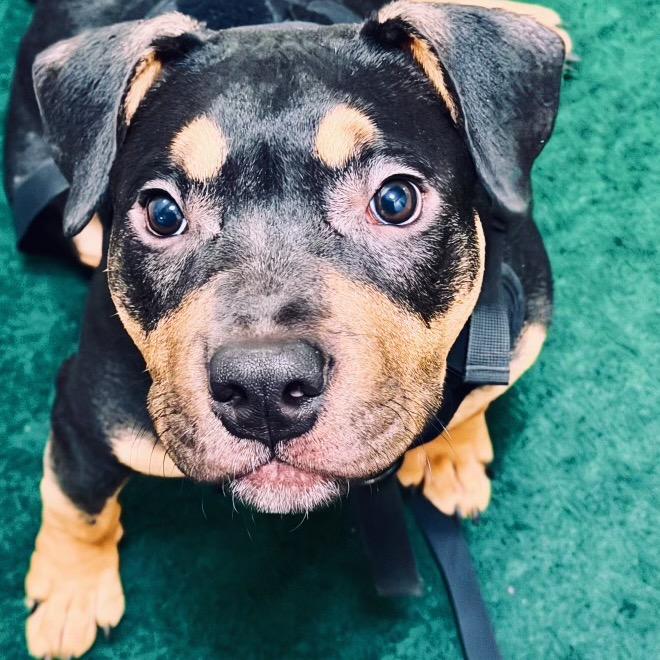 Enlarge Mamba, a Adoptable Mixed Breed in Wappingers Falls, NY image 2/2