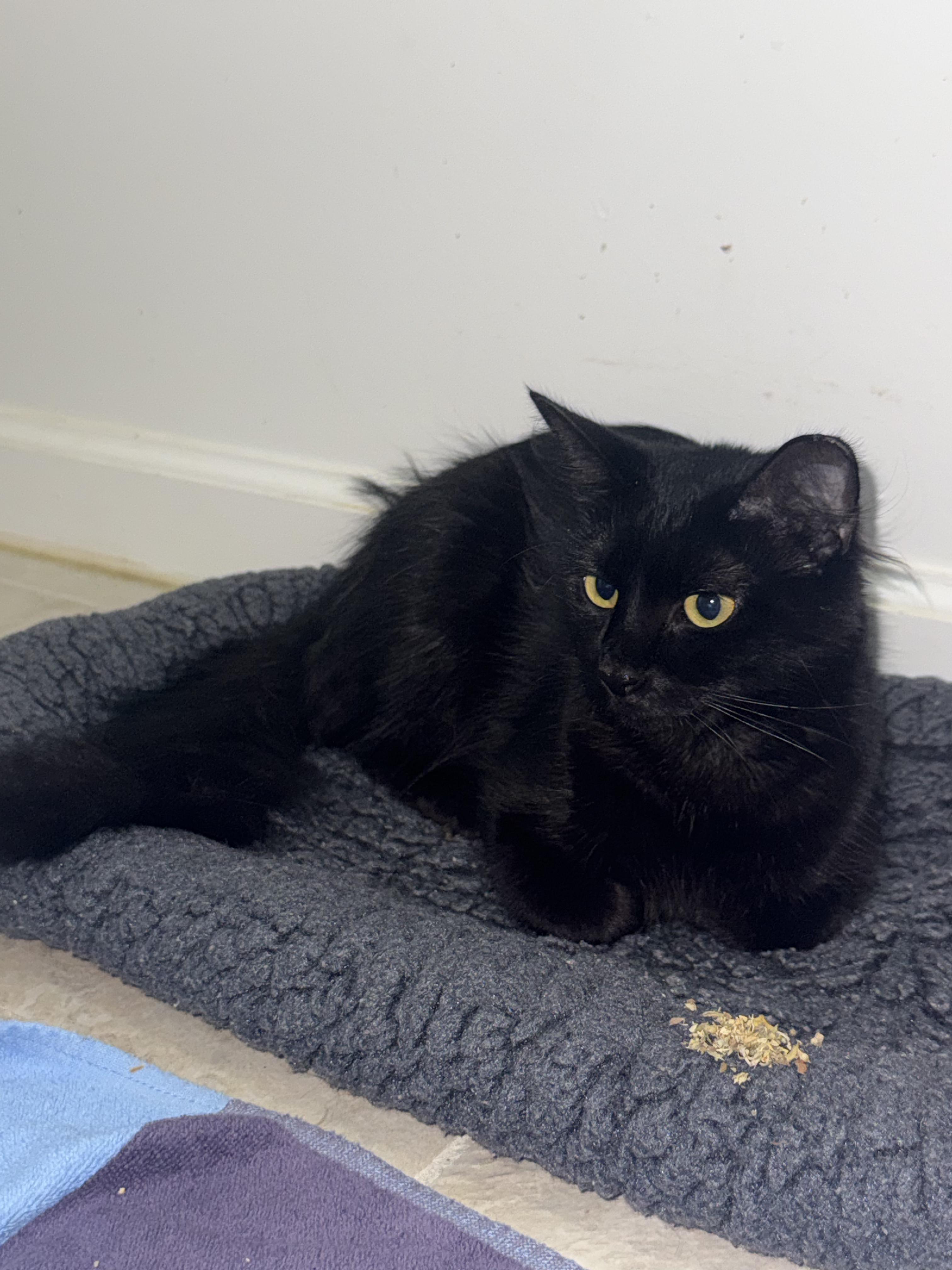 Enlarge Spooky Cobweb, a Adoptable Domestic Medium Hair in Galloway, NJ image 6/6
