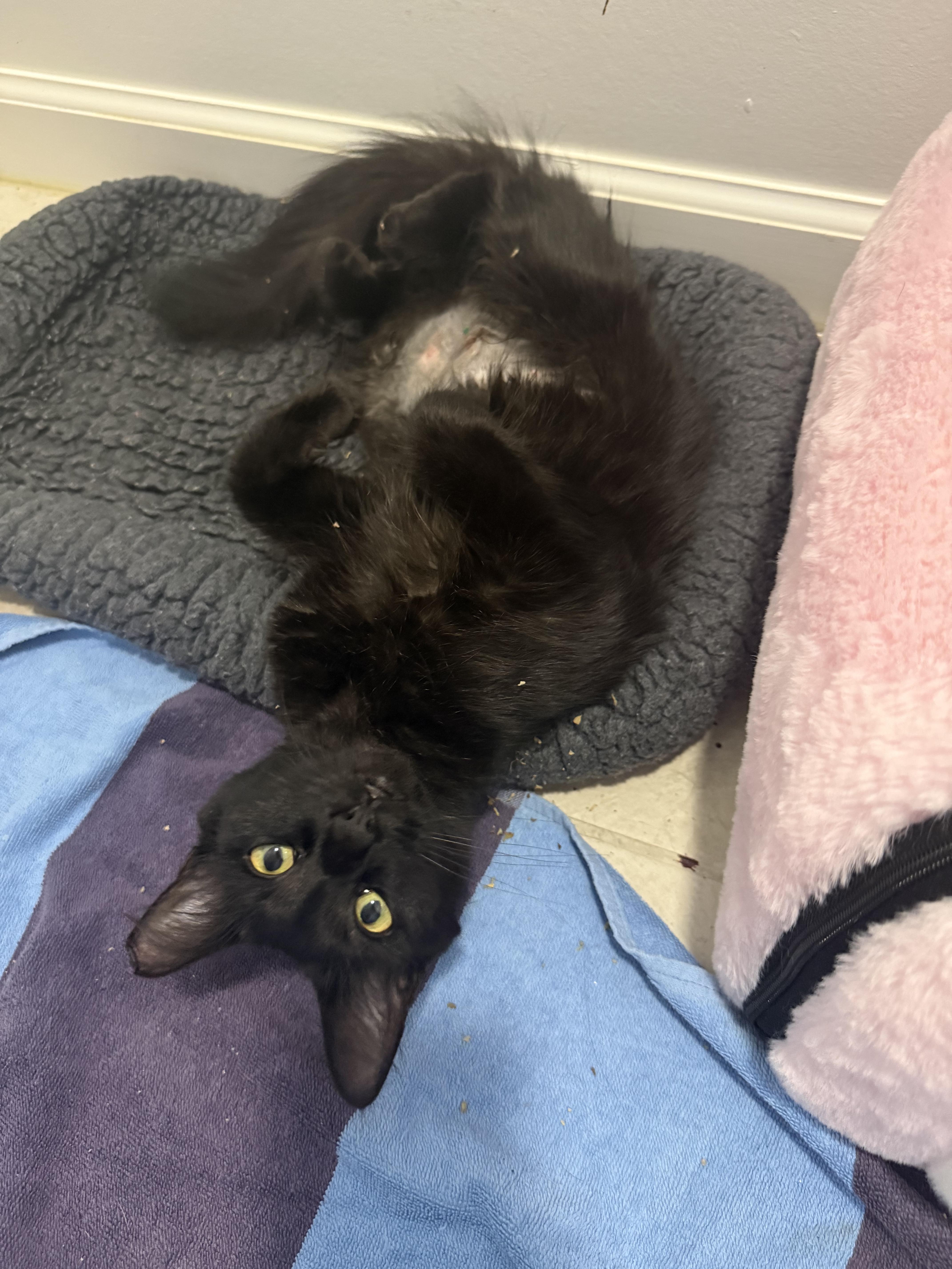 Enlarge Spooky Cobweb, a Adoptable Domestic Medium Hair in Galloway, NJ image 5/6