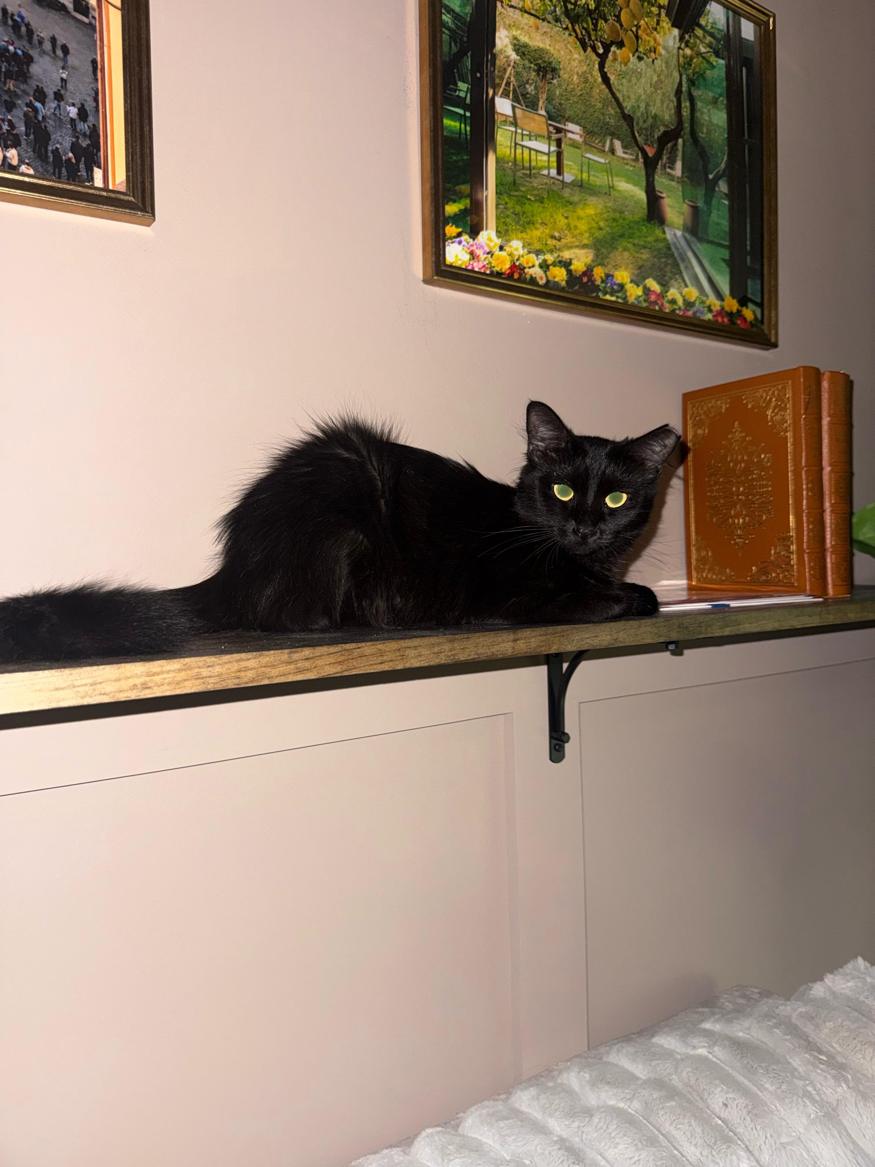 Enlarge Spooky Cobweb, a Adoptable Domestic Medium Hair in Galloway, NJ image 4/6